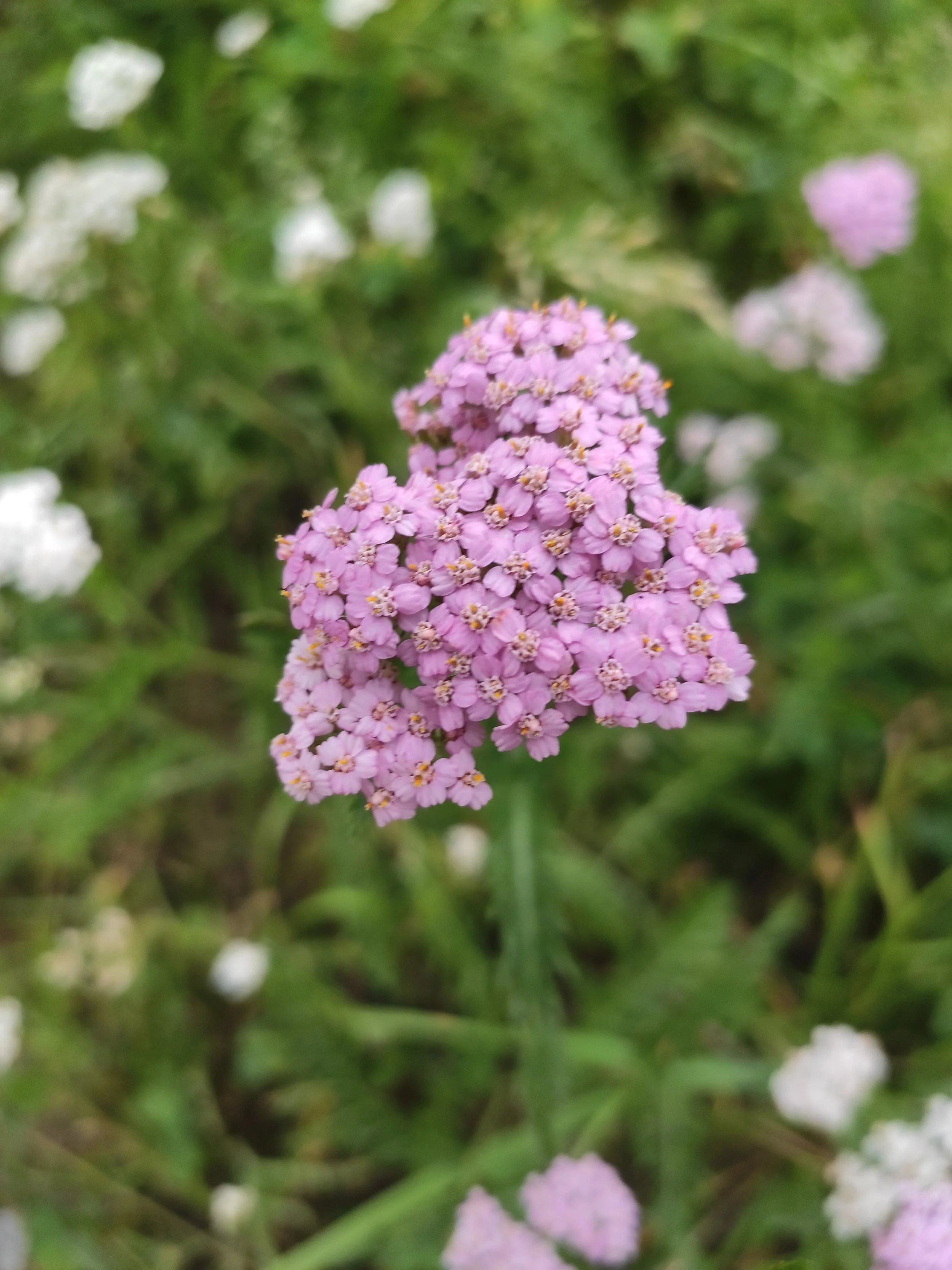 Frauenkräuter kennenlernen 27.08.2025