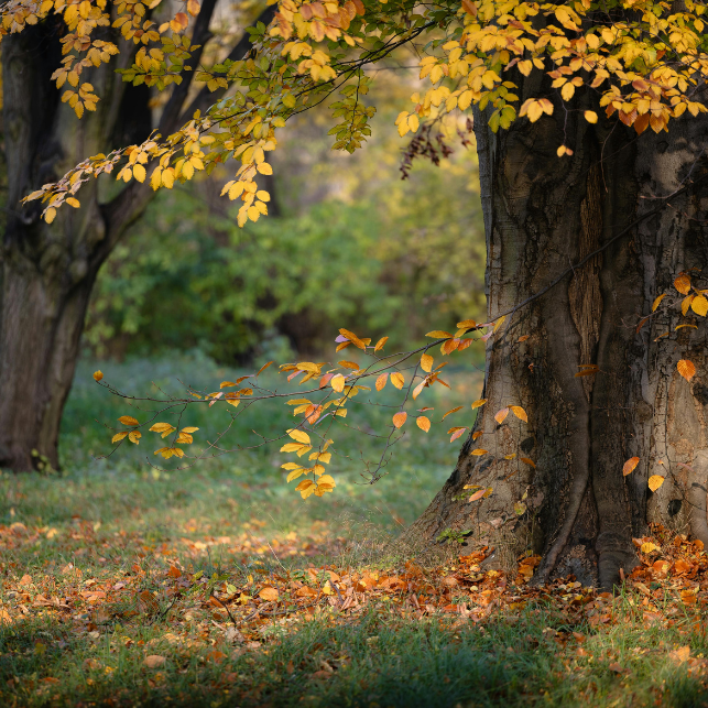 Helene Barnett - Individual Therapy