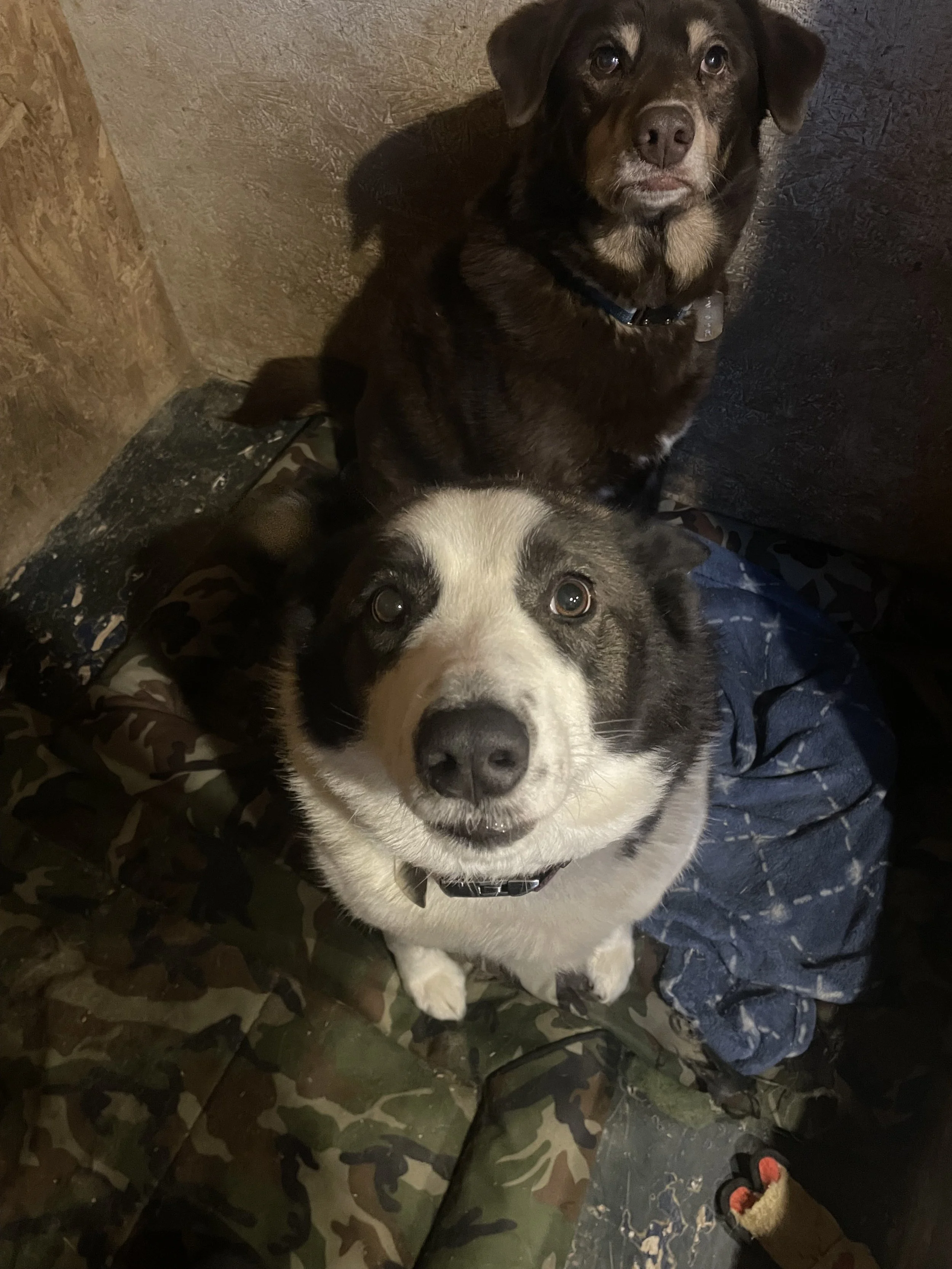 Two dogs, one with a brown coat and the other with black-and-white fur, looking up at the camera in a corner with a brown wall and camouflage-patterned blanket.