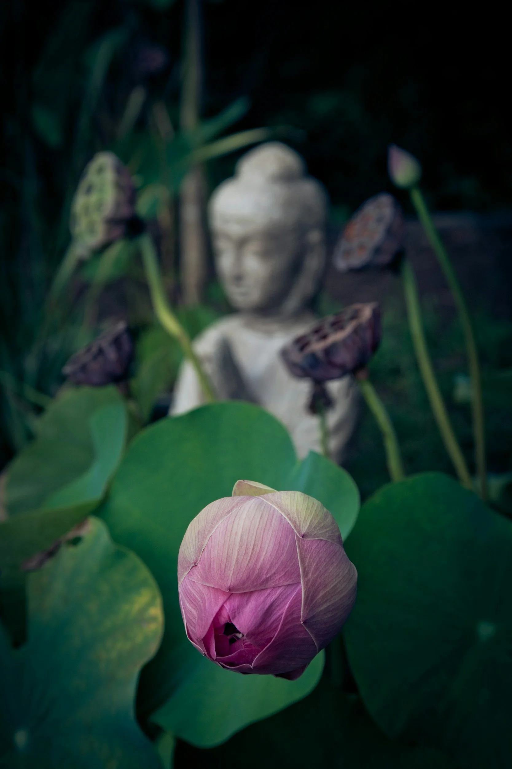 A pink lotus flower in the foreground with a garden statue of a child's head and lotus seed pods in the background.