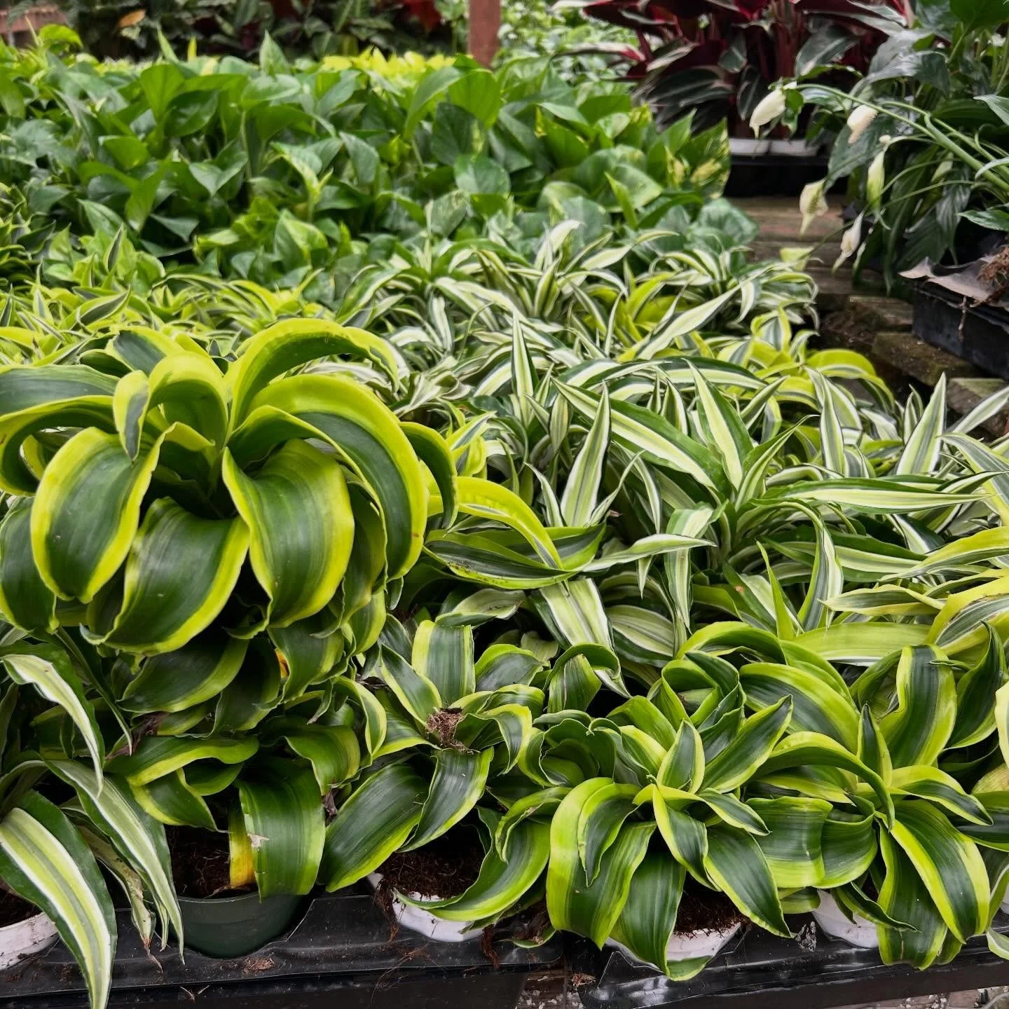 Plants. Plants. Plants! We love plants!