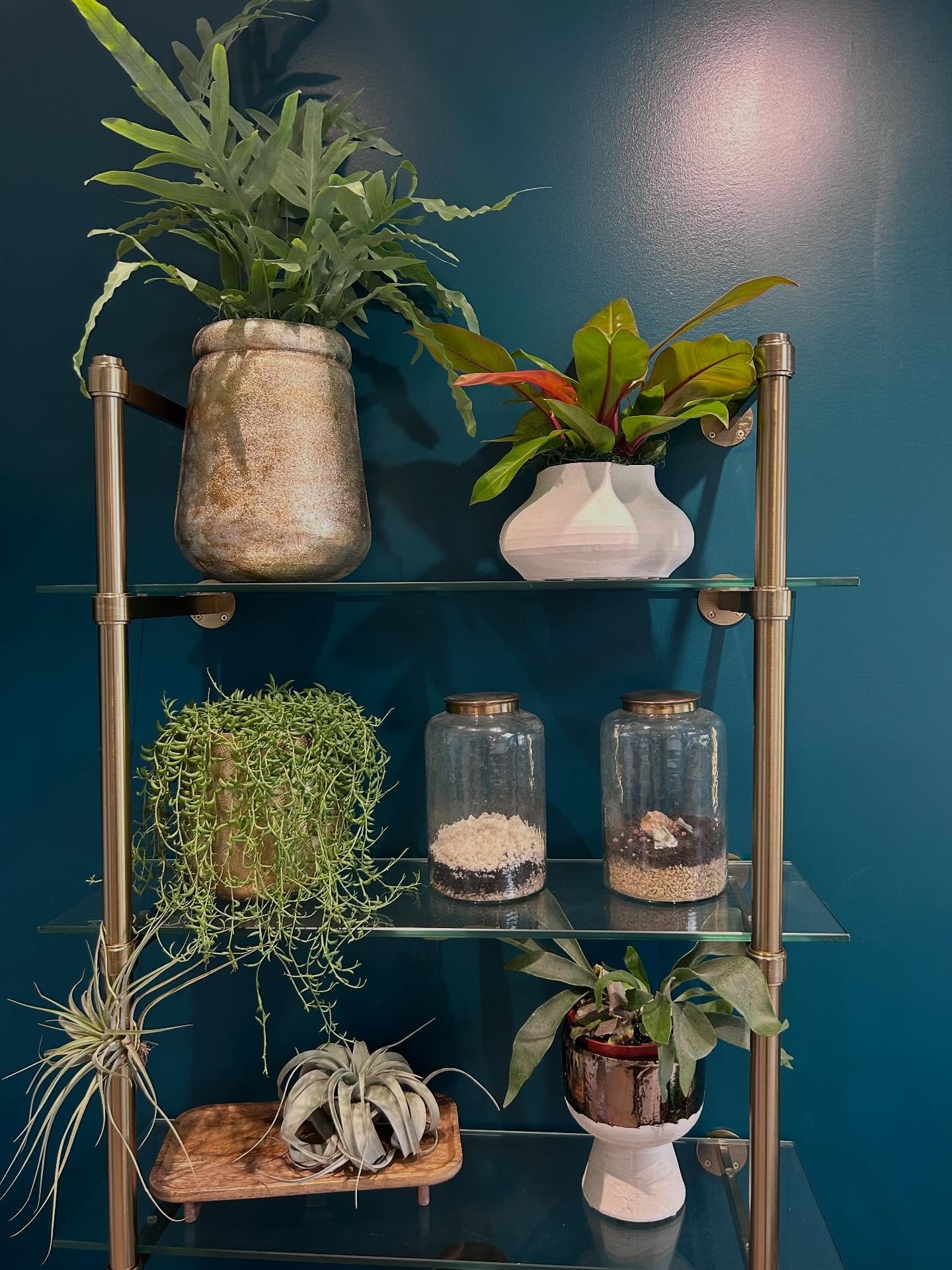 I get to do this for you. 🤲🏽 📿
Plants can elevate your space.