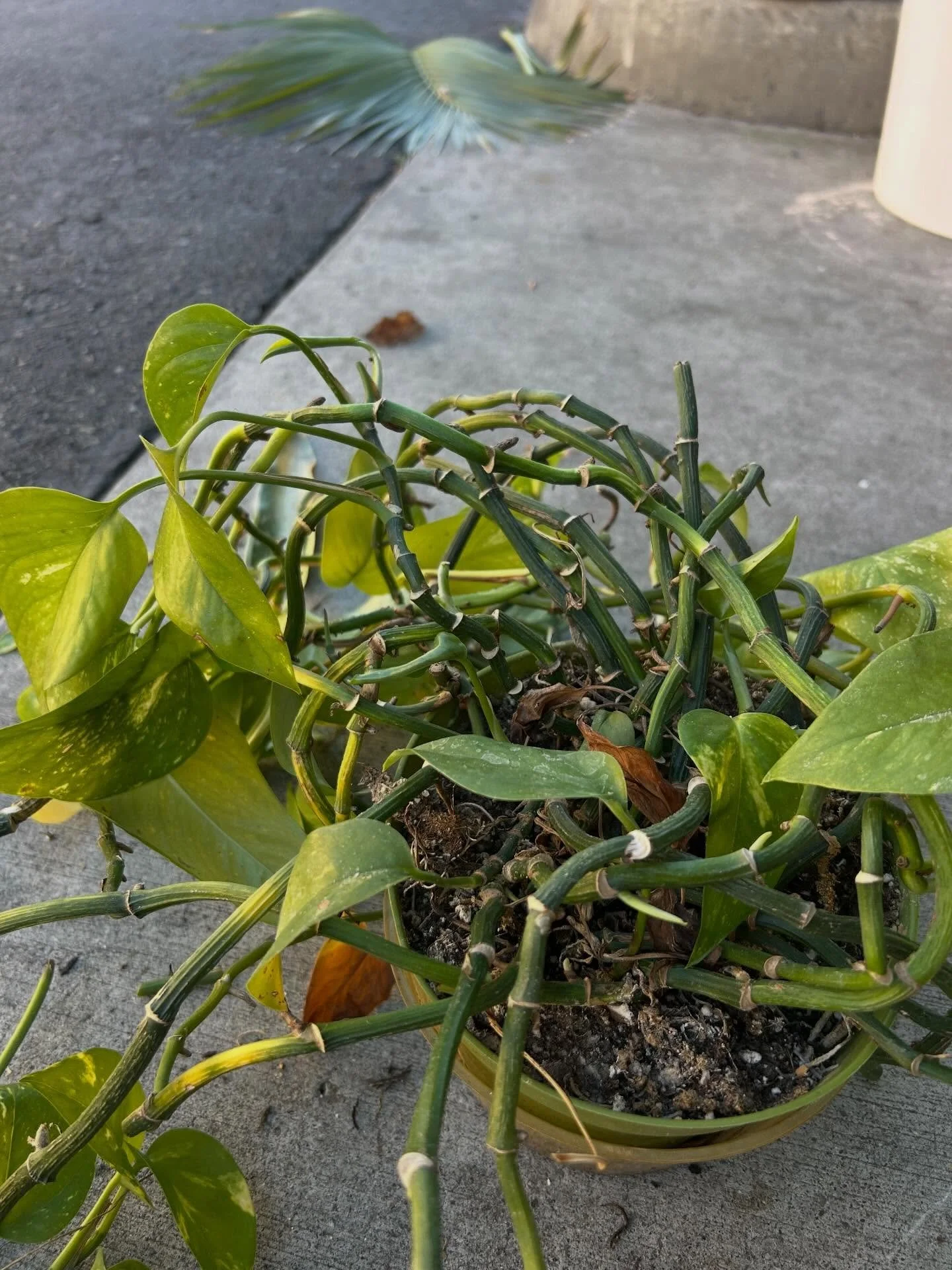 Can I save the baldheaded Beckie&rsquo;s?&hellip; 
Plant rehab begins now. 😬