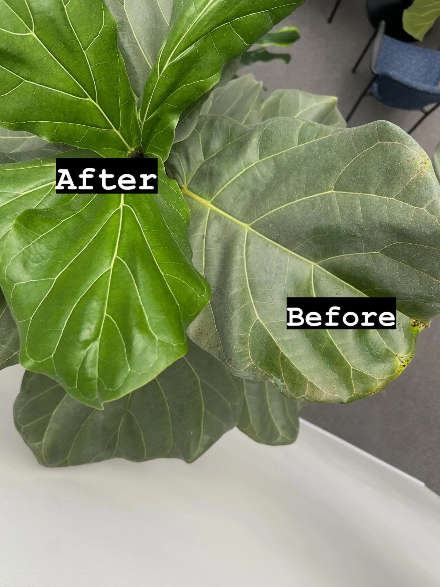 Dust your leaves to allow for optimal growth, beauty photosynthesis (conversion of light energy into energy)