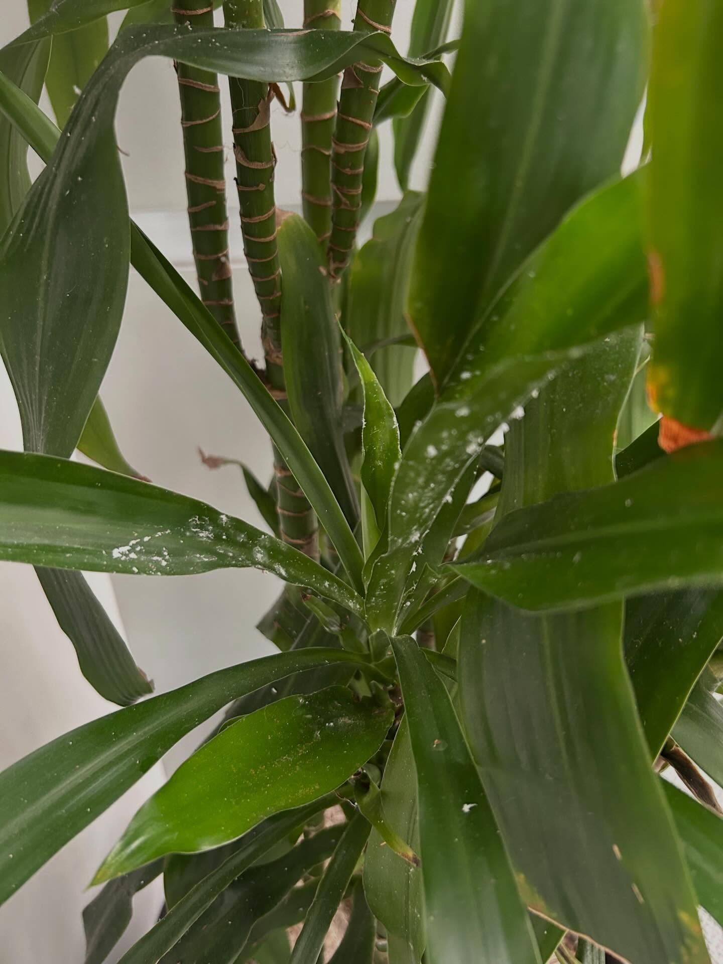 Being a plant parent, you&rsquo;re going to get pest. It&rsquo;s a matter of when, not if. Plants are a living organism that live in soil (or water) so you&rsquo;re probably going to see spider mites, thrips, mealybugs etc. 

Stay ahead of it if you 