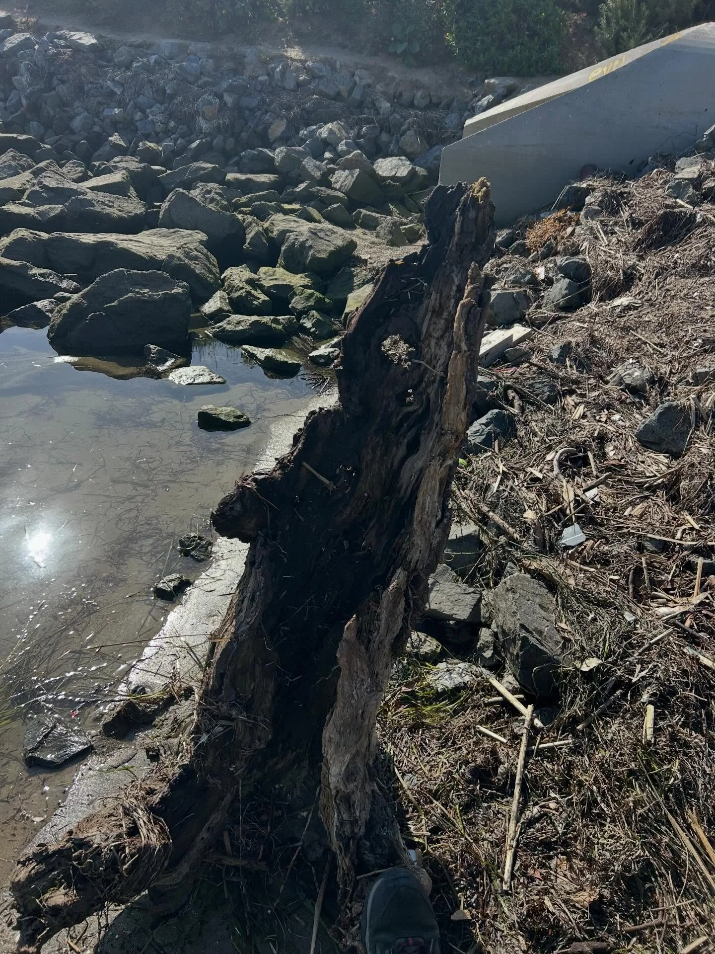 I had a vision and hubby brought it to life! It&rsquo;s beautiful!
#plantythings #plantlife #plantcollection #driftwood #plantlady