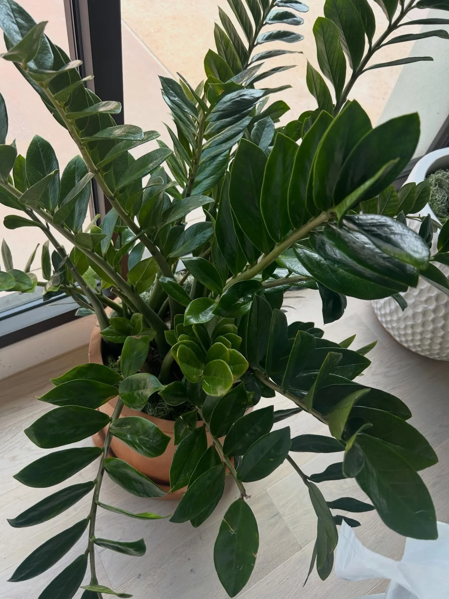 These plants were fighting for their lives a few months ago. They&rsquo;ve much improved and I&rsquo;d even say thriving after lots of TLC.