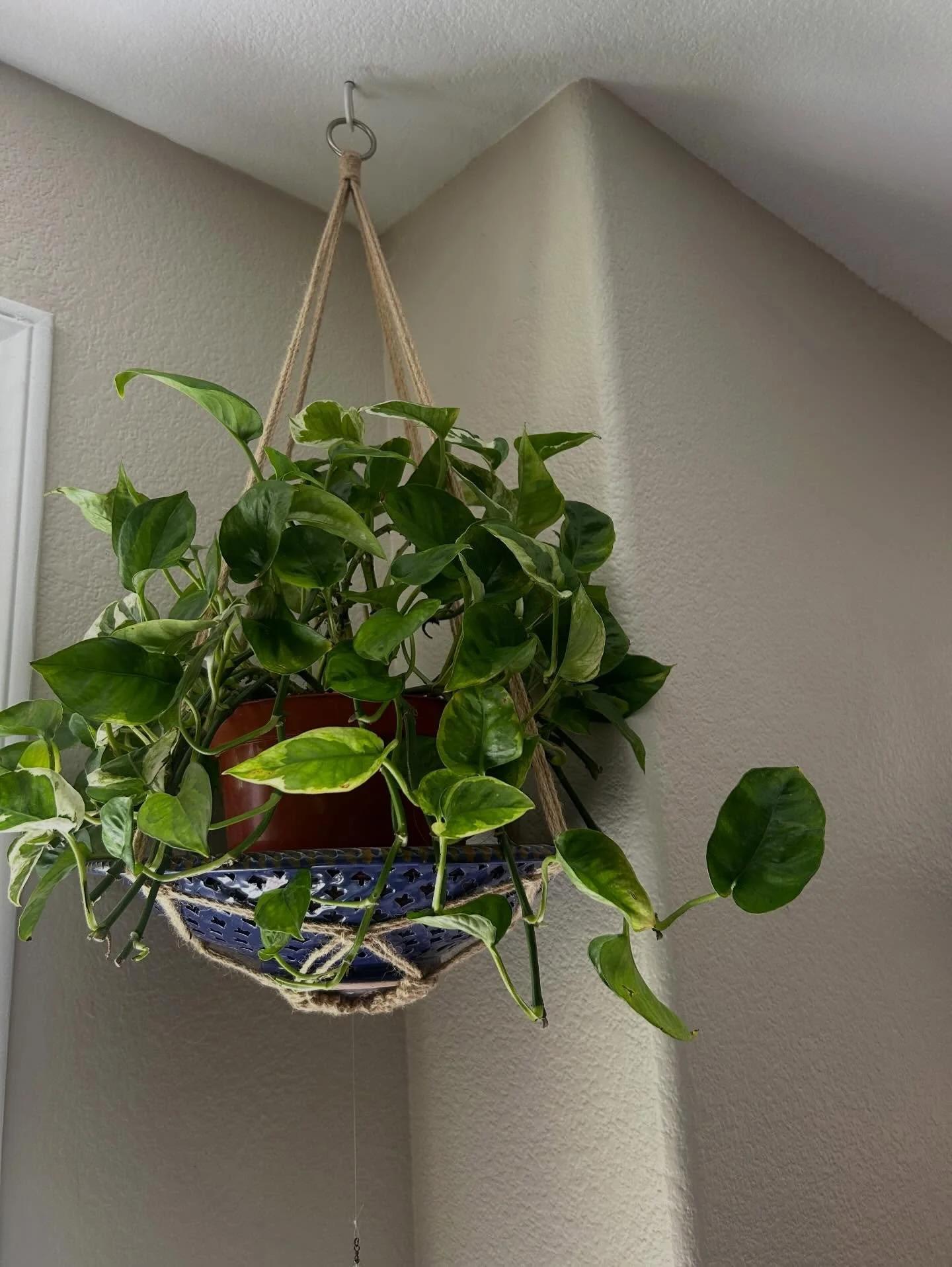 No need for fancy pots to get your home collection started. In my work spaces I use what the customer wants, often it&rsquo;s the &ldquo;best&rdquo;. At home, not so much. I have a mix of this and that. I have nearly 100 plants and some are in high e