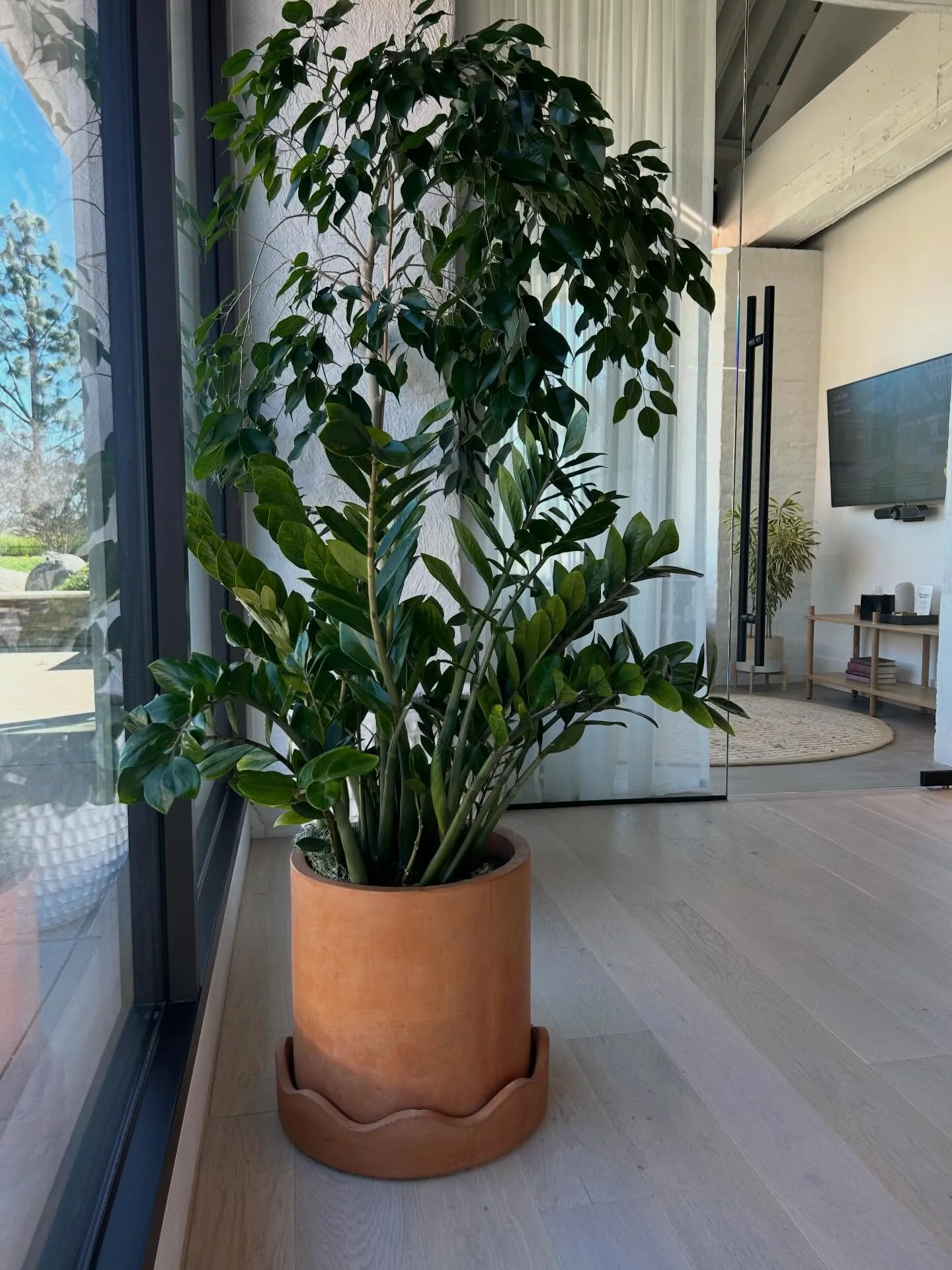 Pretty ladies #plantlife #sandiego #plantsmakemehappy