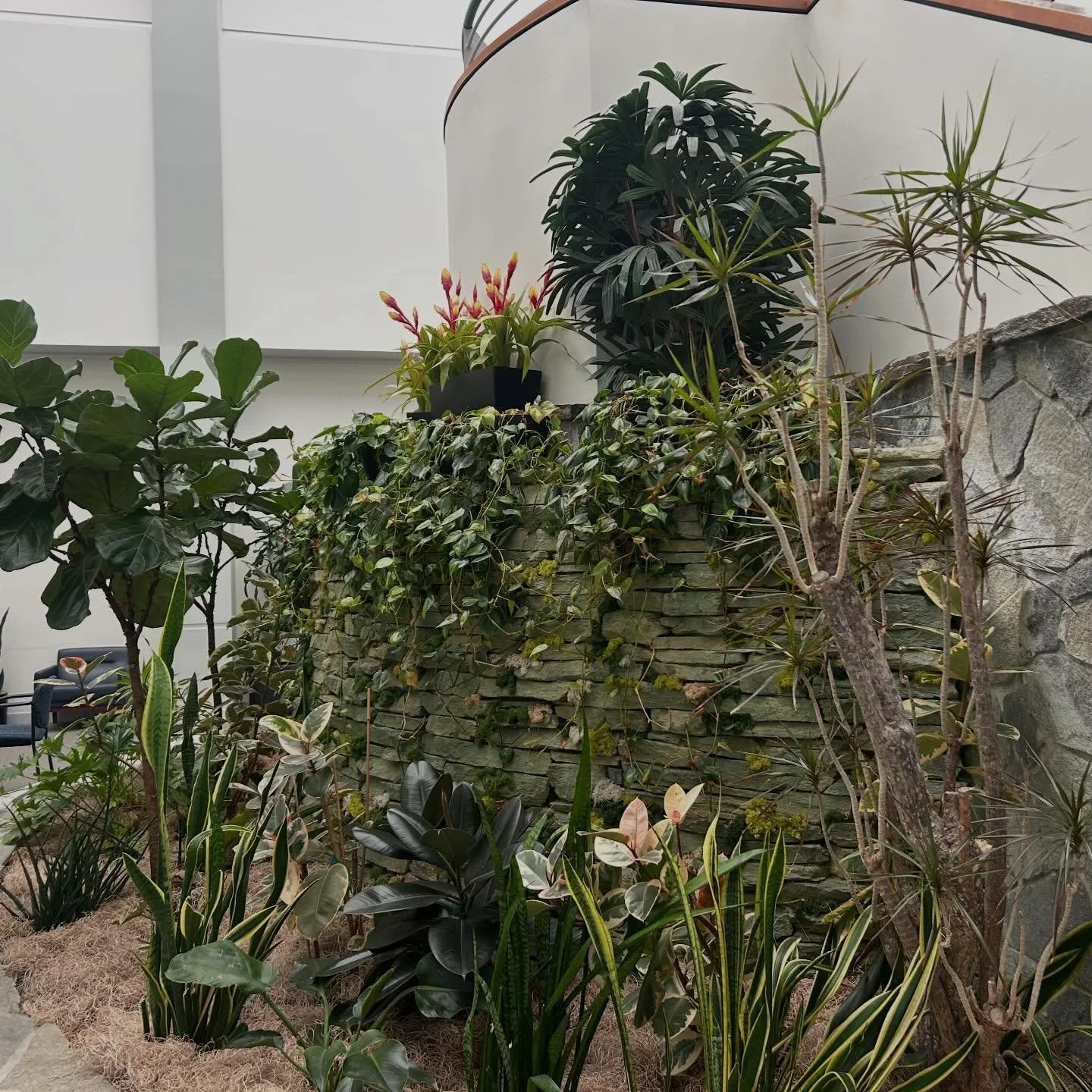 Teeny-tiny to muy grande! Got 10 plants or maybe 400?! Visit our website or give us a call. #sandiegoplantlady #plantythings #sandiegobusinesswomen