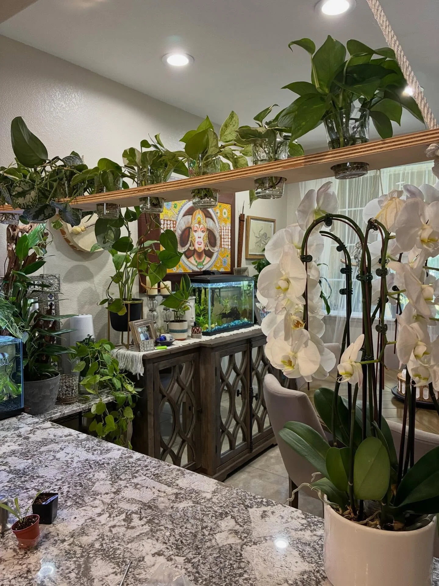 Propagation time!
Cut. Callous. Propagate. 
#plants #plantlady #plantythings #propagationstation