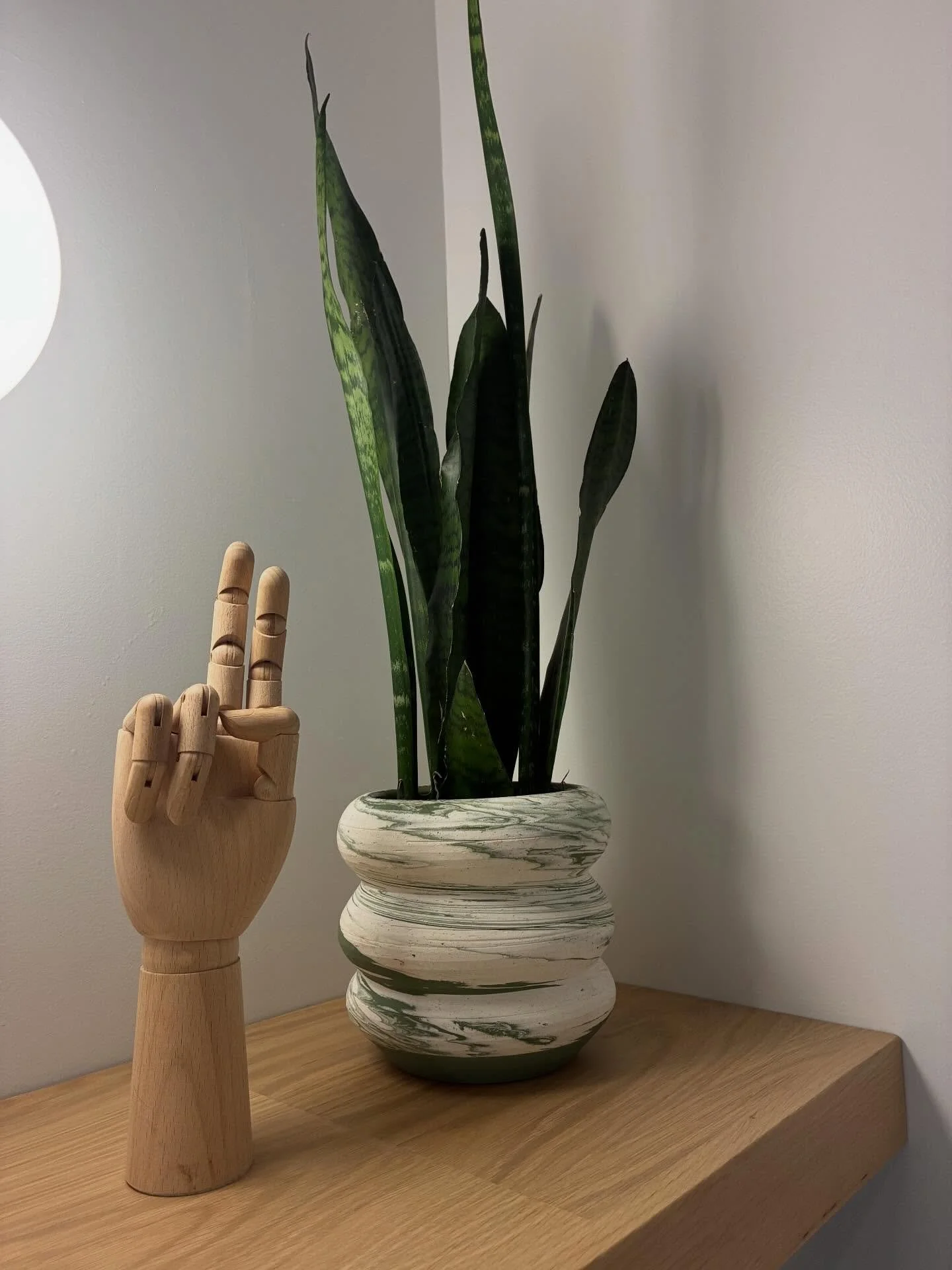 A little TLC goes a long way.  After a little trim they perked right up! #bosslady #plantlife #plantcare #sandiegobusiness