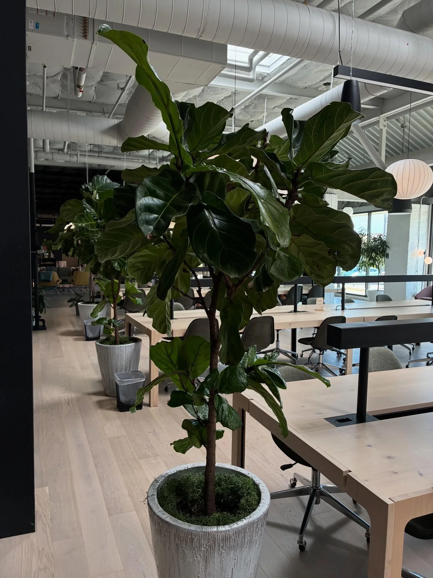 All in a days work! Give us a call and let us elevate your space with plants. #plants #motherearth #sandiegosplantlady #plantservice