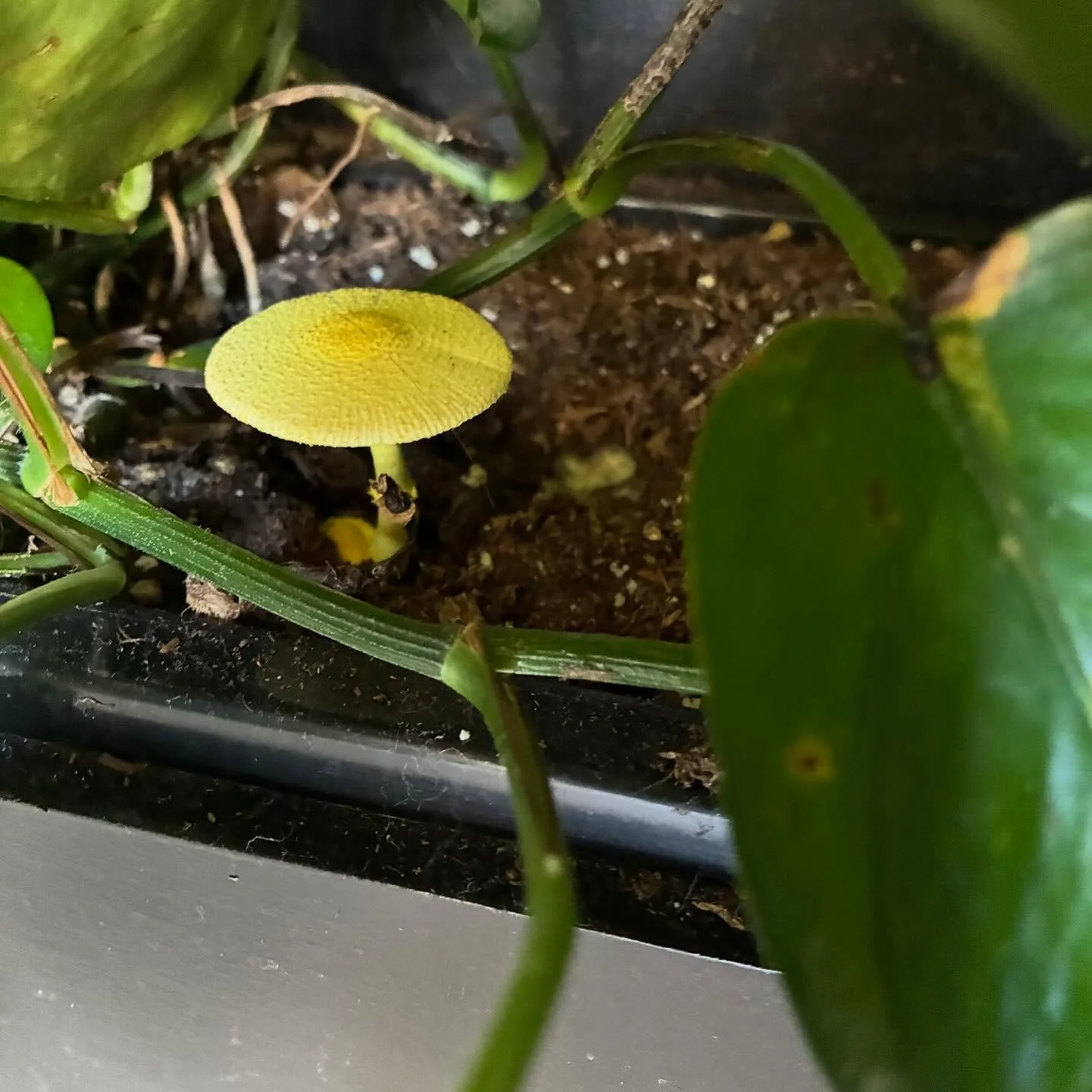 A little something 🍄 in the pothos wall bed.