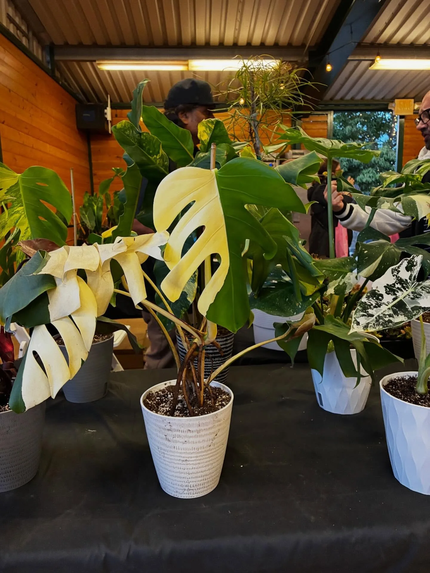 We had the opportunity to see these beauties brought by @greenairbotanicals at the Yelp in Bloom event last night. I can&rsquo;t wait to see their Fallbrook nursery. Thanks for sharing!