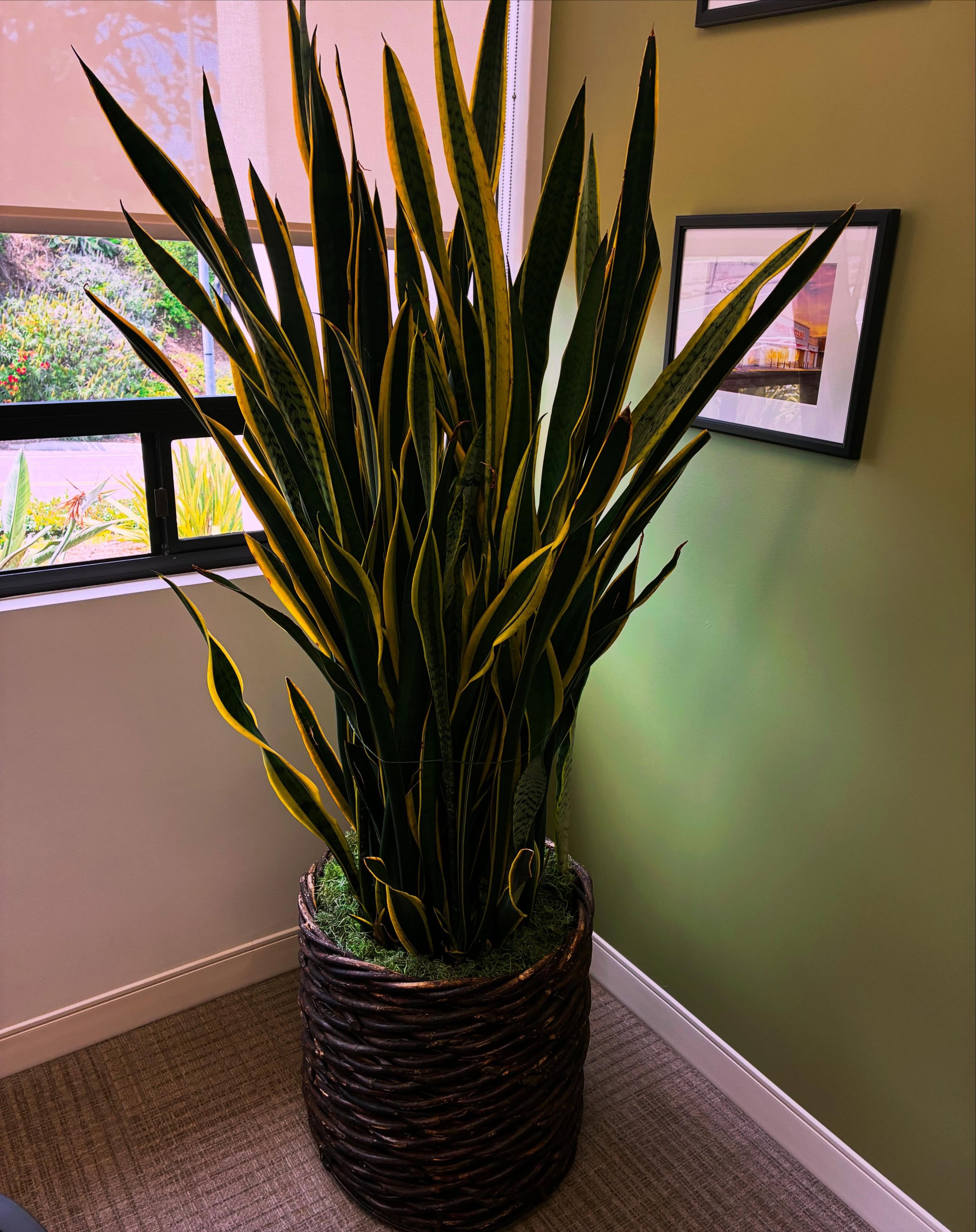 Bring life and uplifting energy to your home and/or workspace. San Diego folks, give us a call @earthsongplantservice to set up a consult.