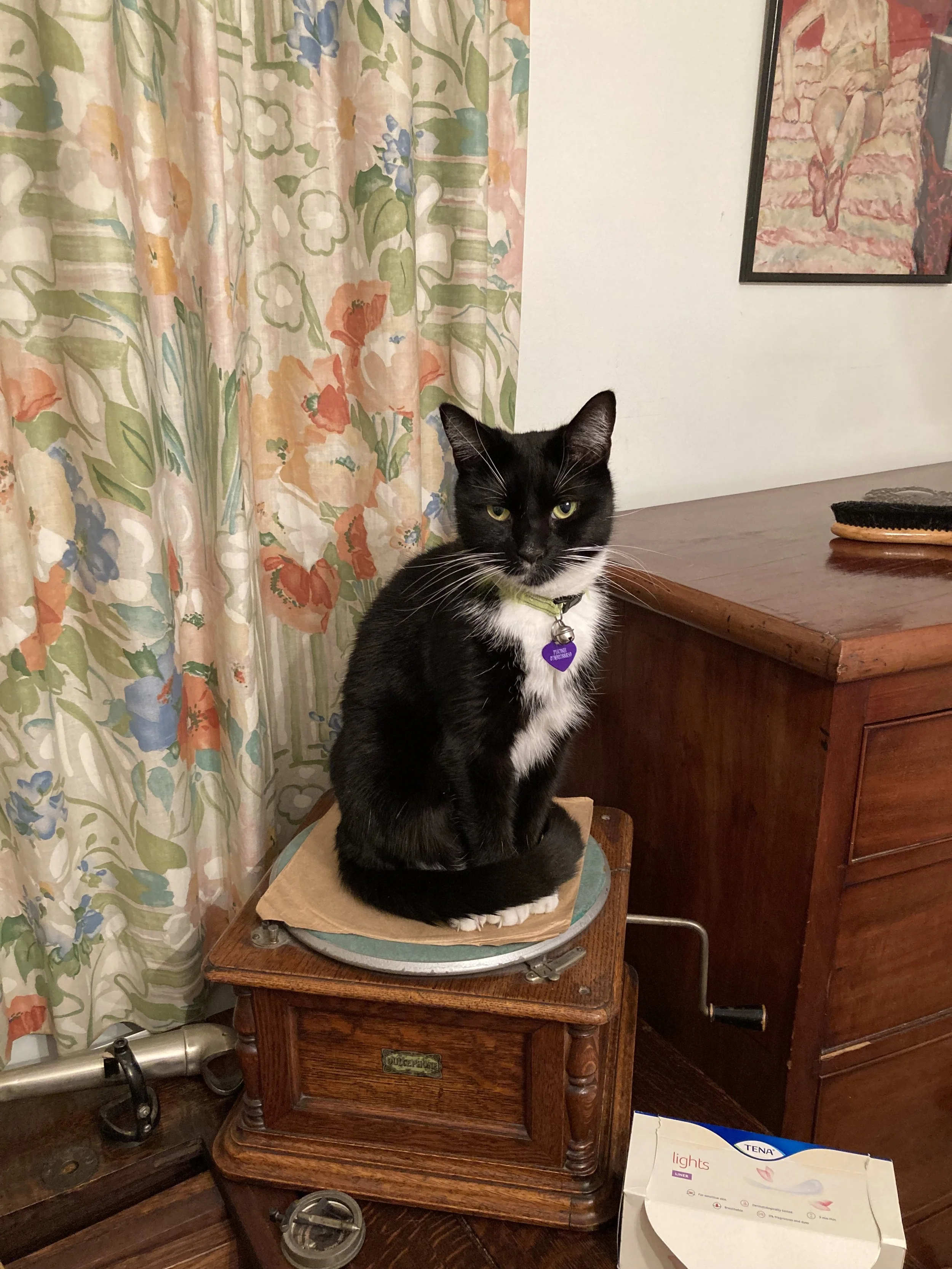 Black cat sat on gramophone