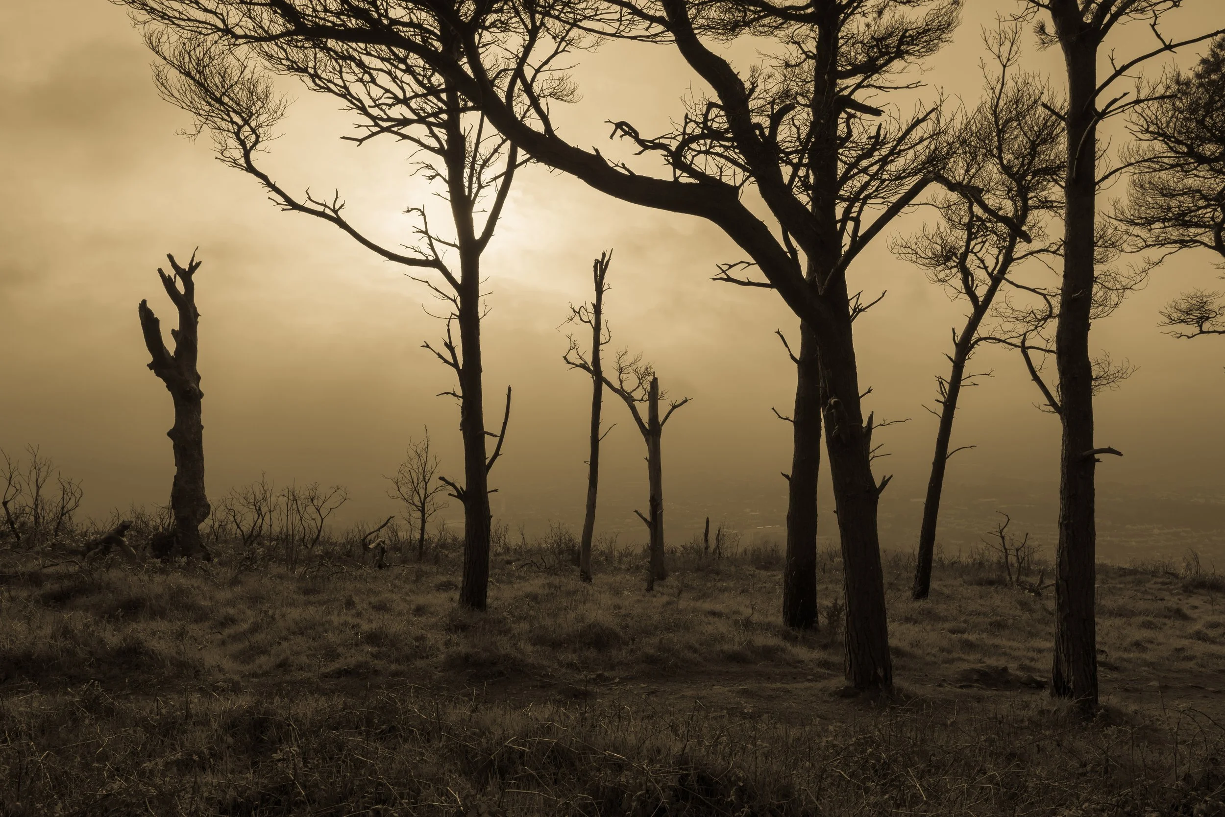 Bray Head, Bray, Co. Wicklow