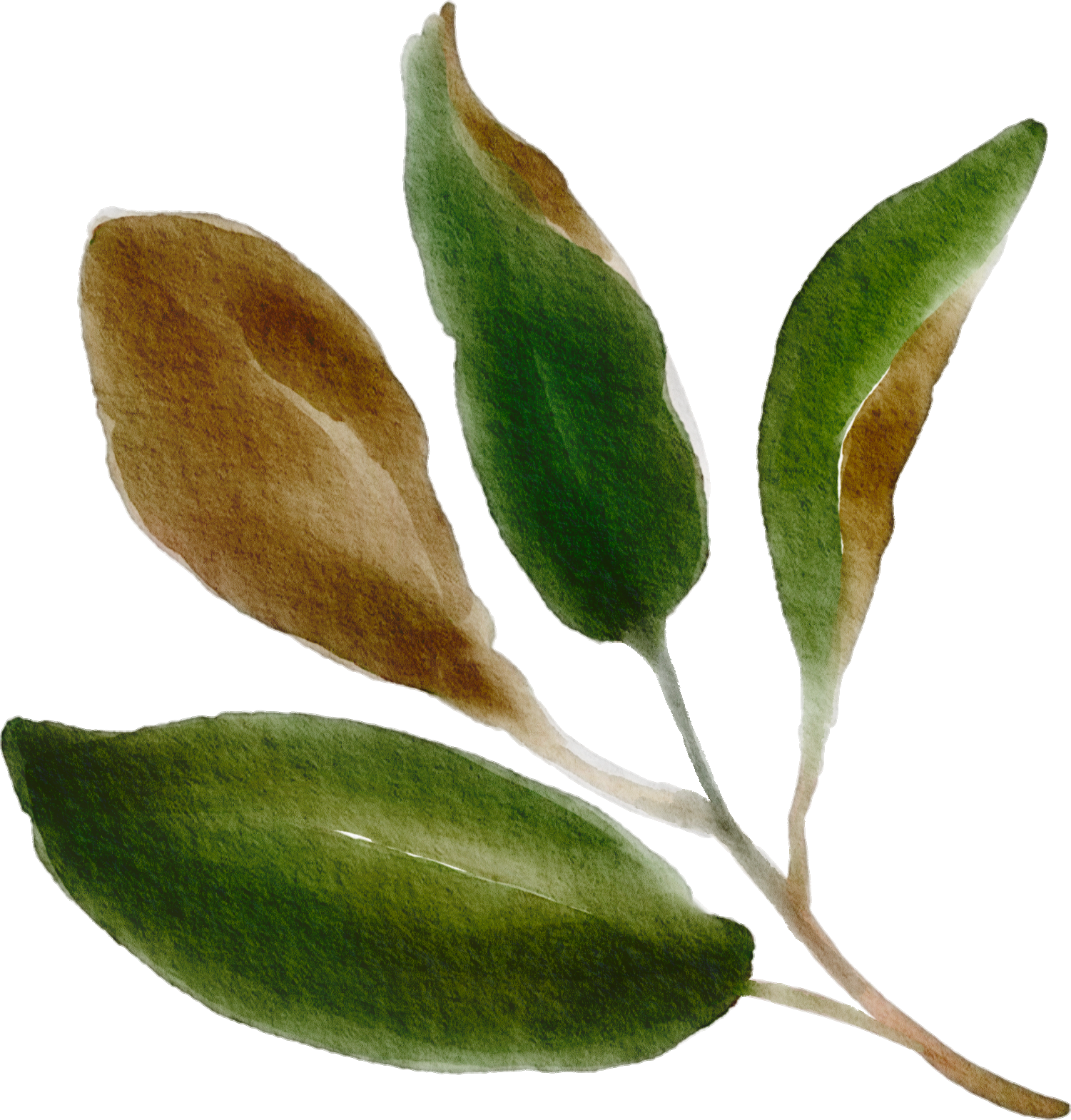 Close-up of magnolia leaves, some green and some brown, with a slightly waxy texture. Magnolias are a beautiful Southern tree that can be found throughout the city, some hundreds of years old.