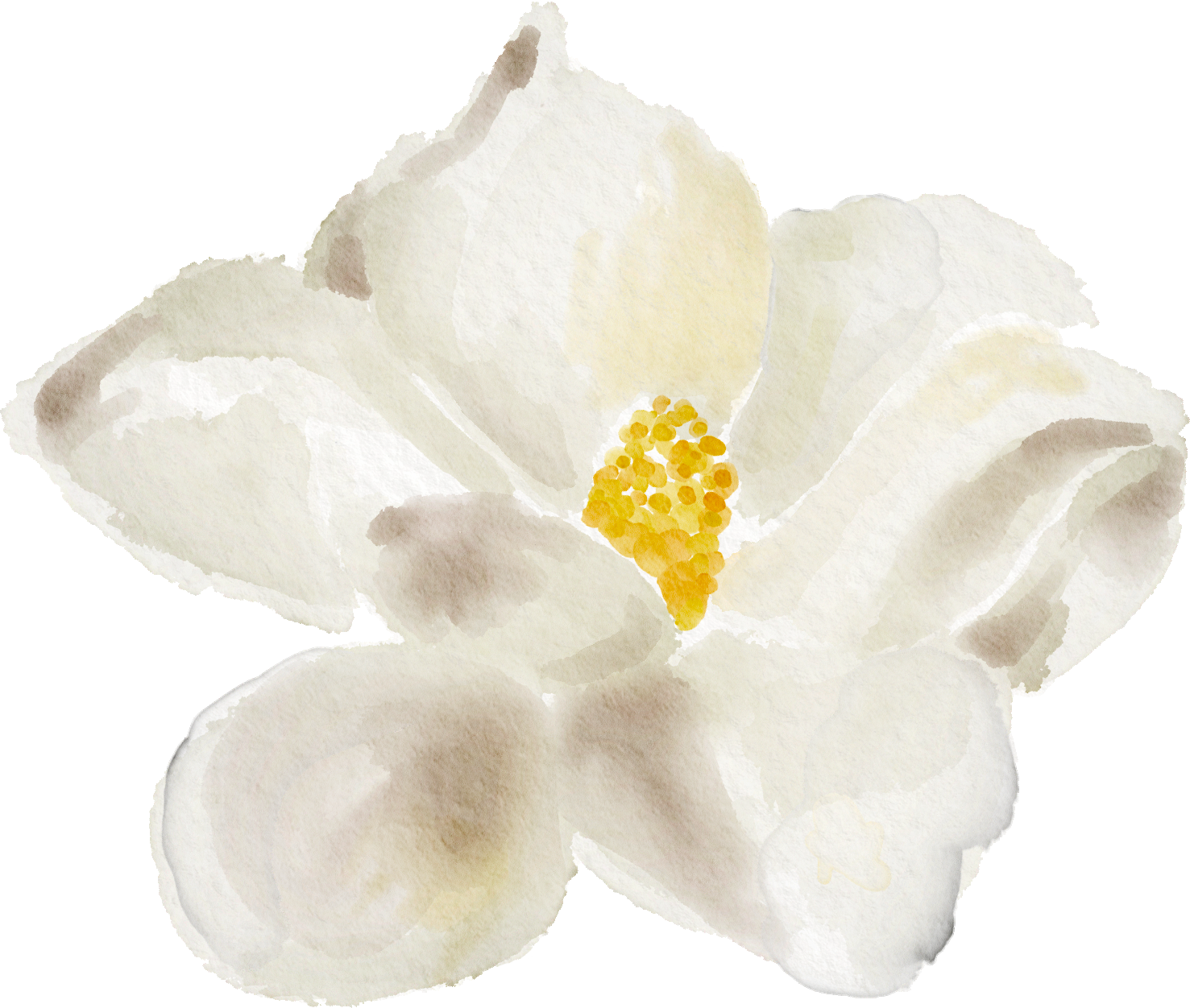 Watercolor painting of a white magnolia flower with yellow stamen. Magnolias are a beautiful Southern tree that can be found throughout the city, some hundreds of years old.
