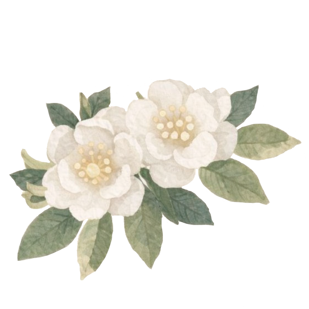 Watercolor painting of white flowers with green leaves.