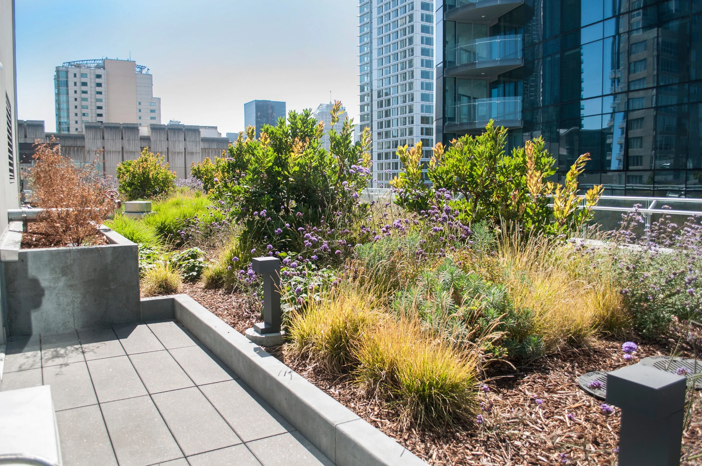 Urban rooftop garden with various green shrubs and purple flowers, surrounded by modern high-rise buildings and a paved patio area.