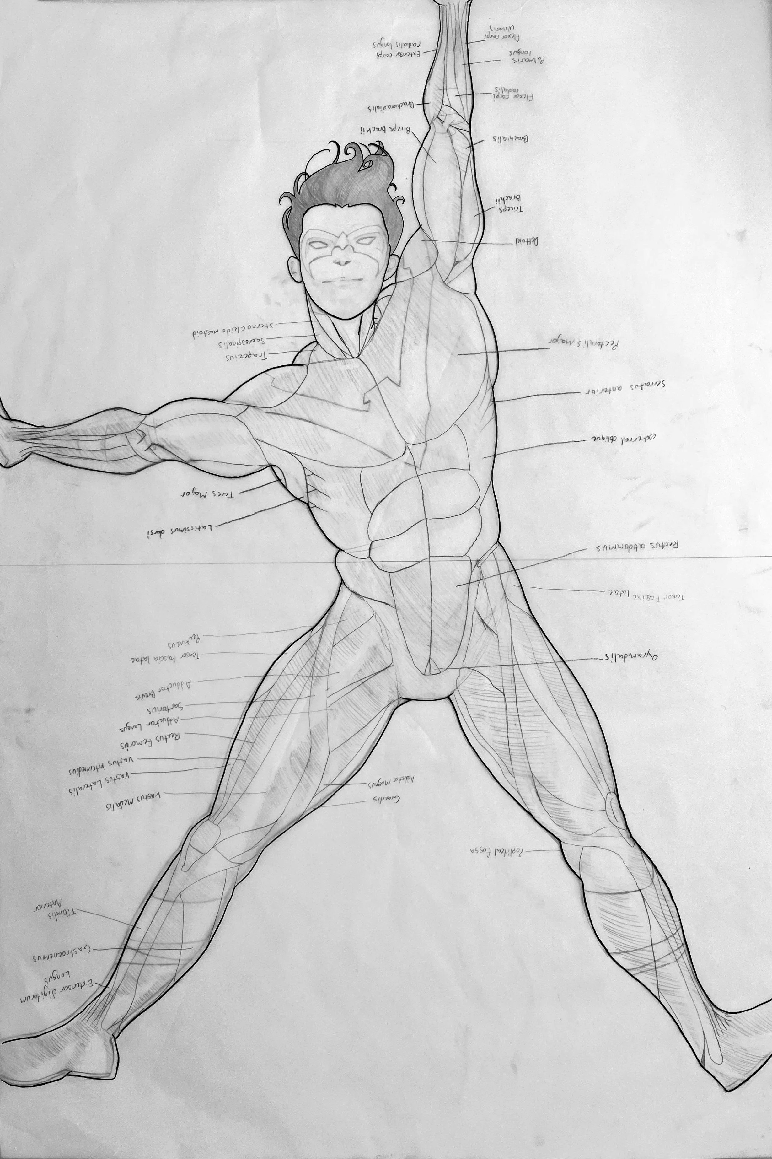 Nightwing #80 Cover Ecorche Study 2: Graphite on Paper. 30" x 44"