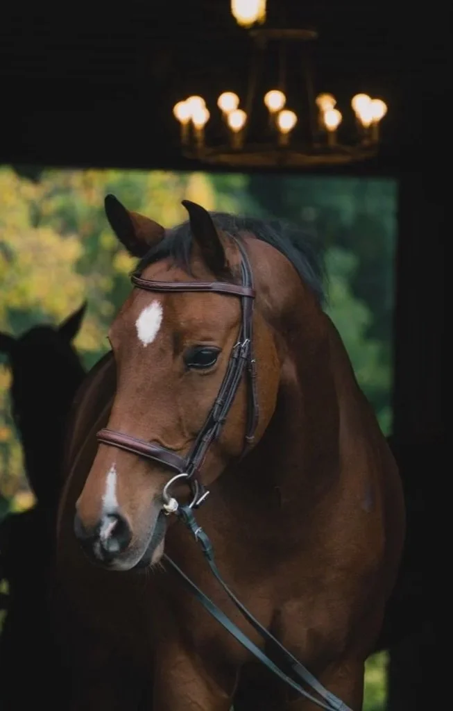 A brown horse with a white star-shaped marking on its forehead, wearing a bridle, inside a stable with a chandelier hanging from the ceiling and a window showing greenery outside.