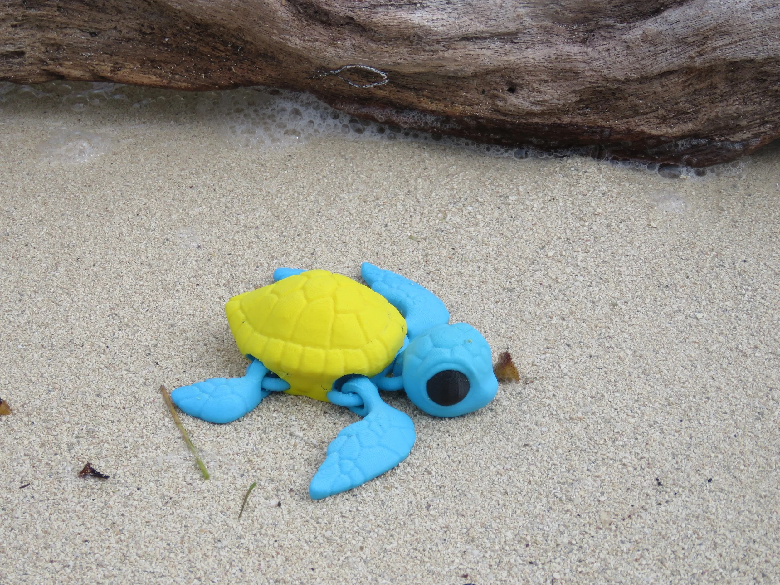 Cinderwing Turtle.JPG