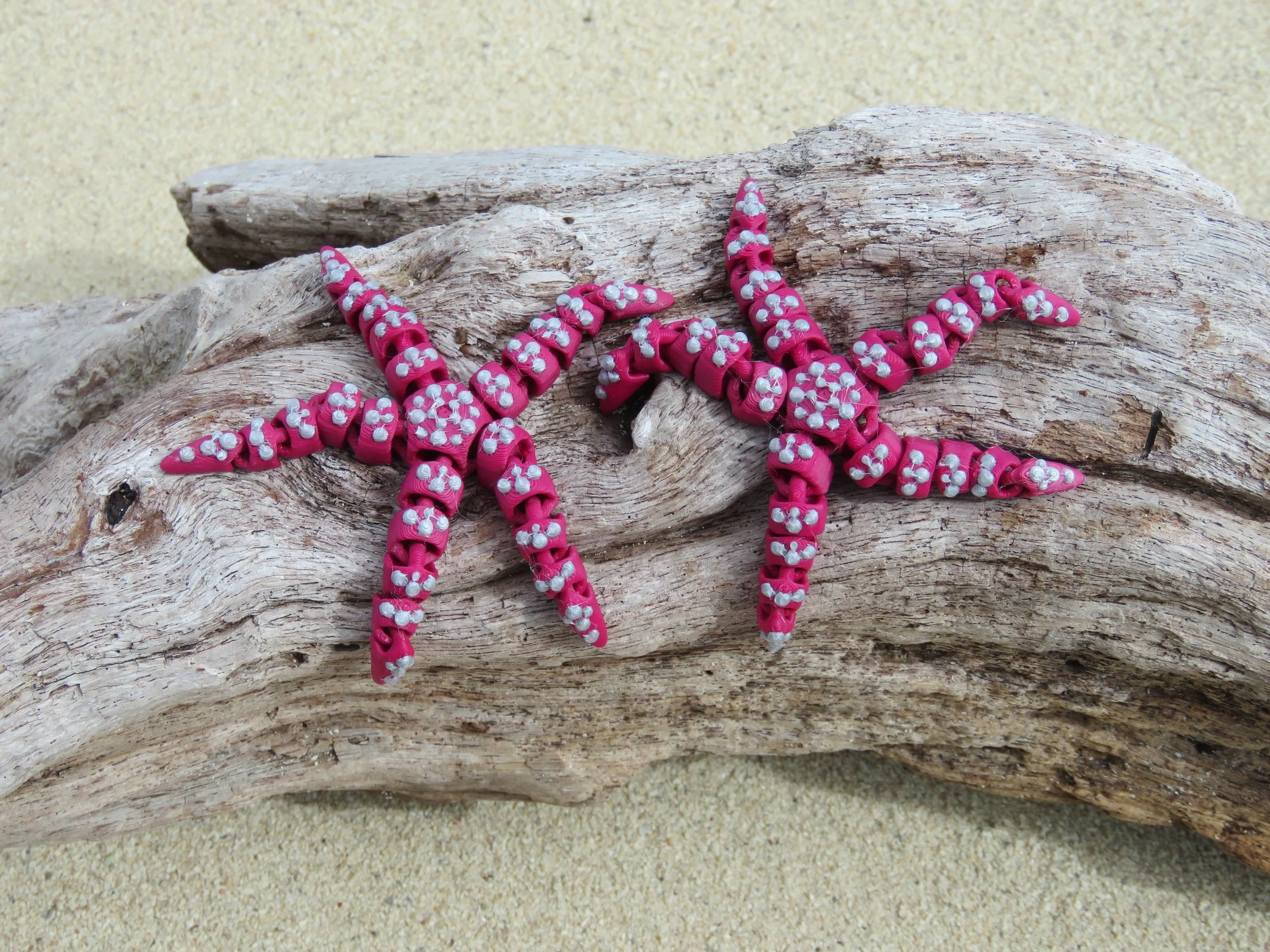 Cinderwing Flexi starfish.JPG