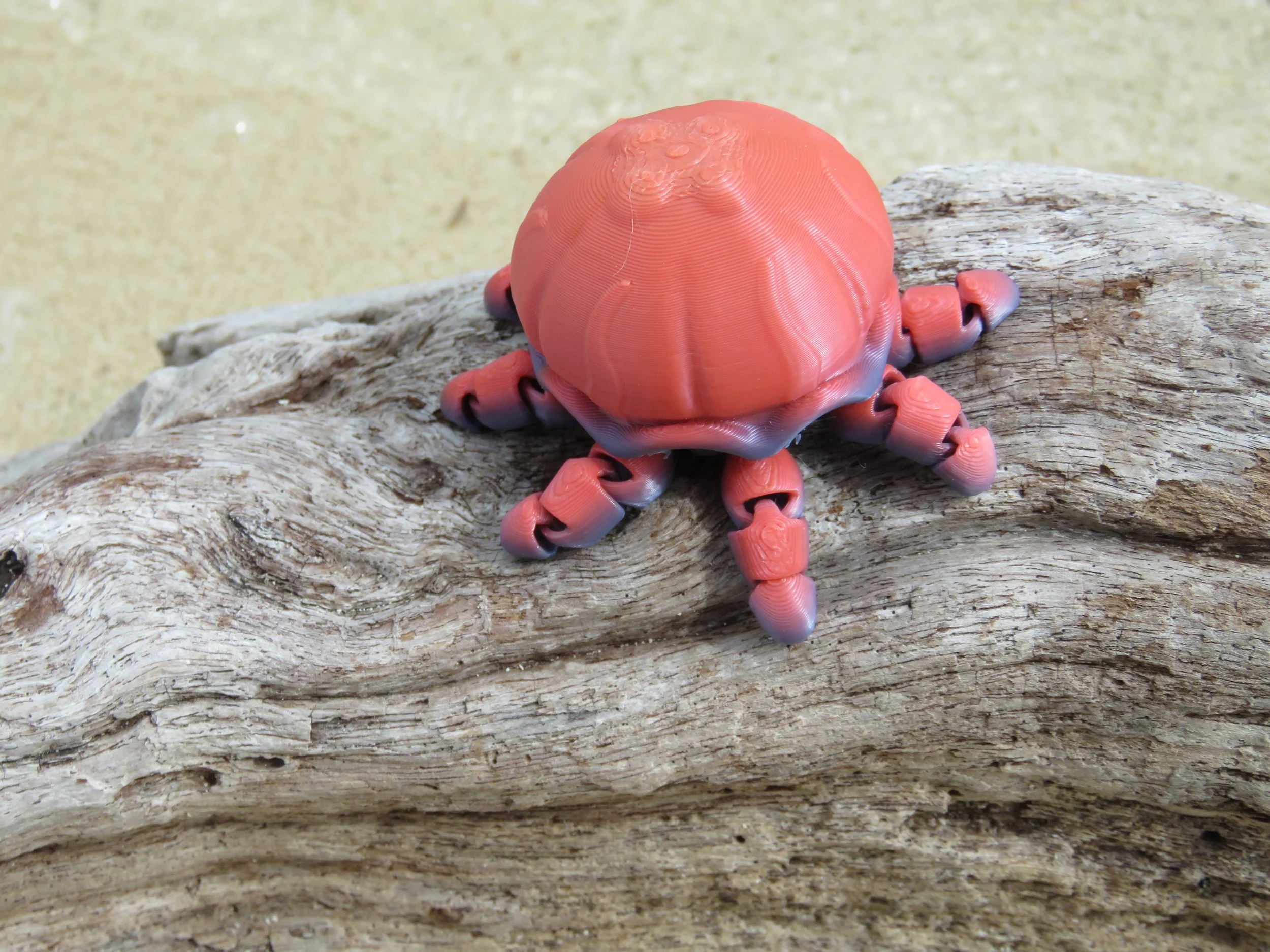 Cinderwing jellyfish.JPG