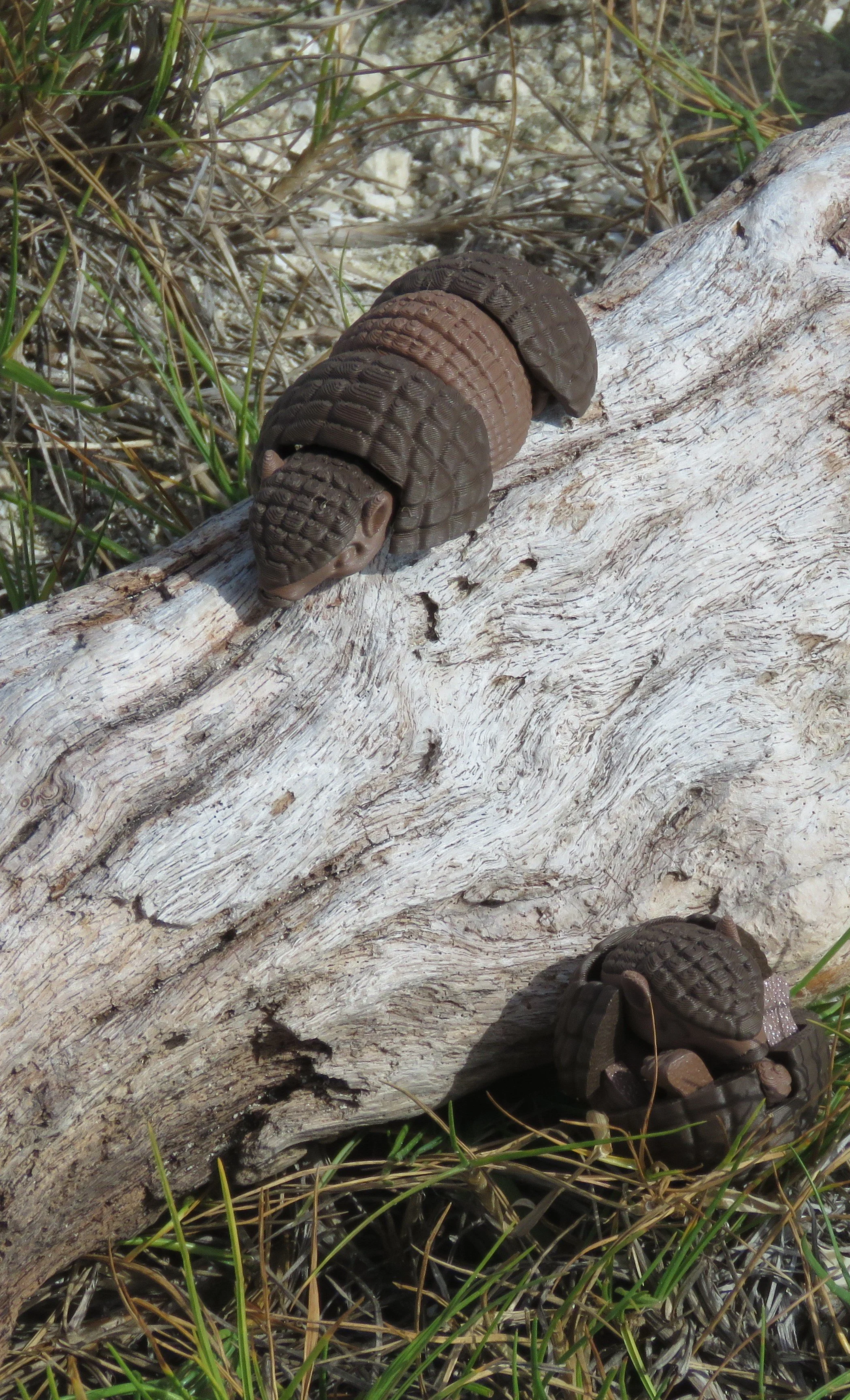 Cinderwing Armadillos.JPG