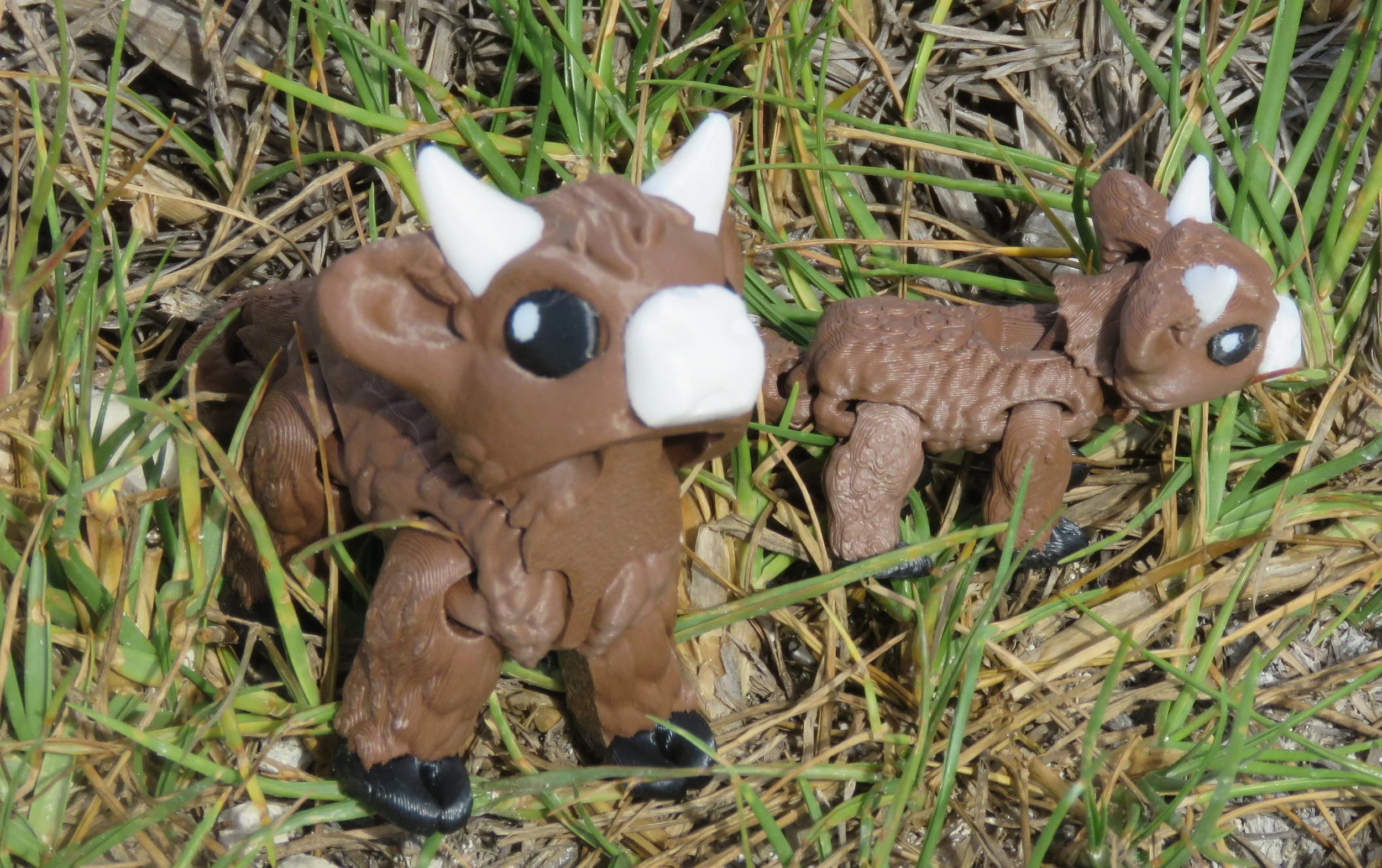 Cinderwing Highland cows.JPG