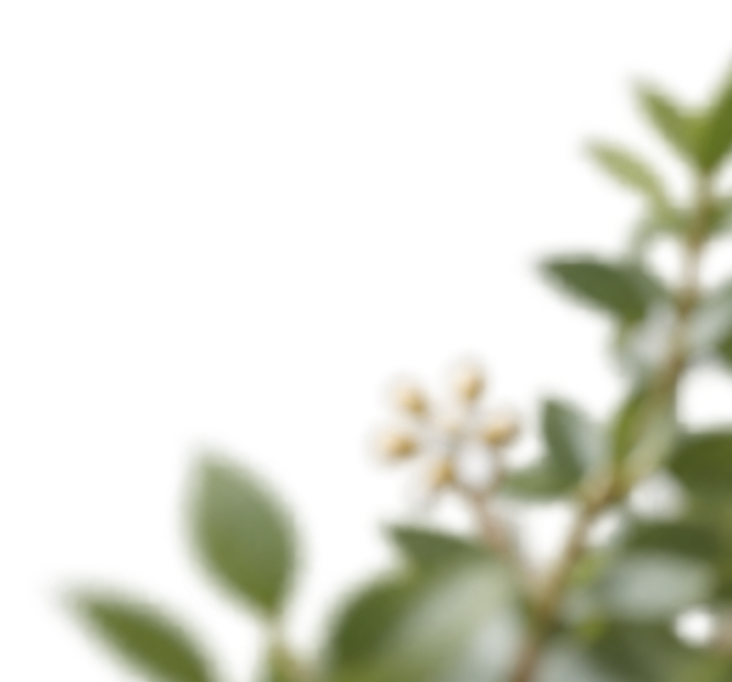 Close-up of small white flowers and green leaves on a plant.