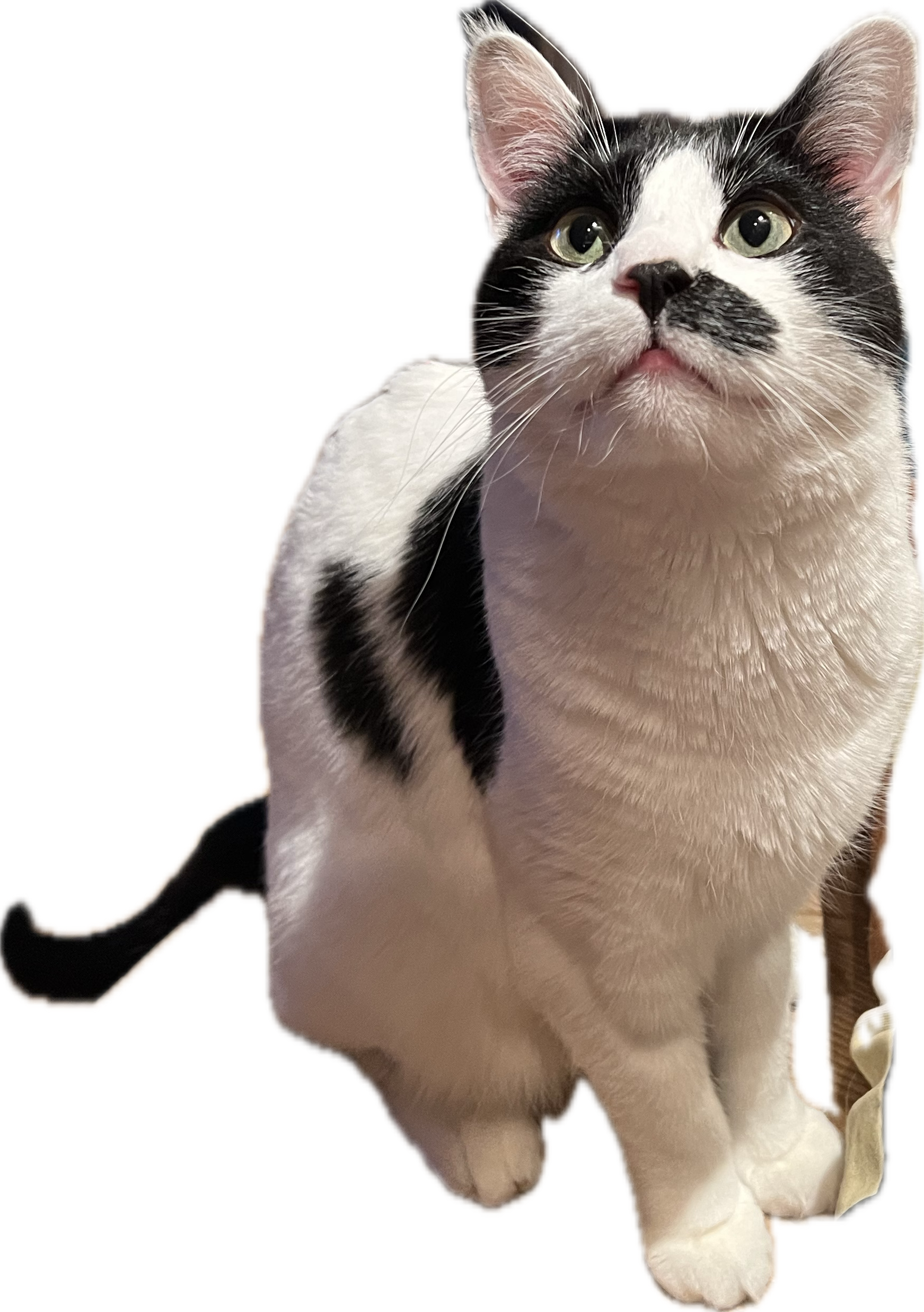 schwarz weisse Katze die der CEO von Serinamedia ist