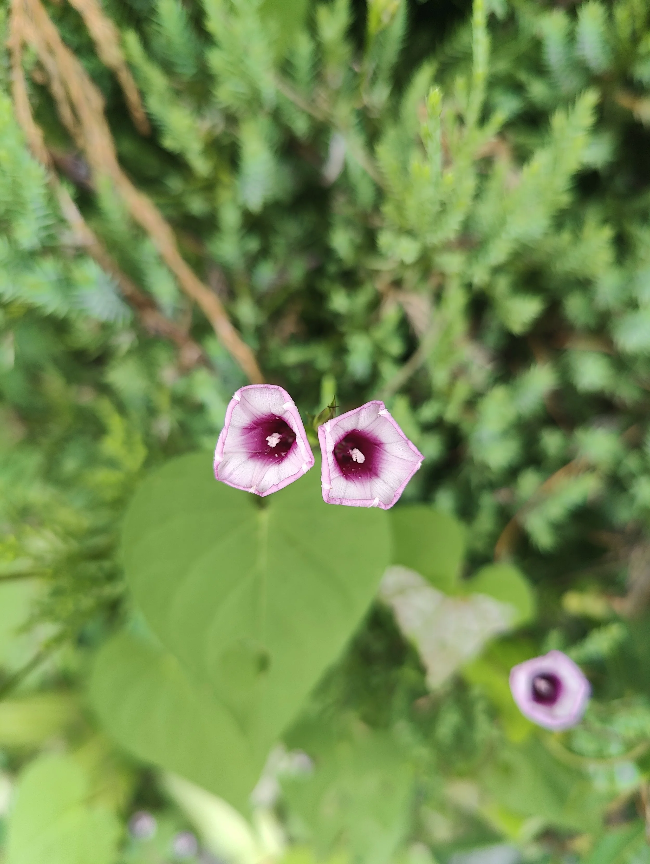 Parforhold del 1: vigtige elementer