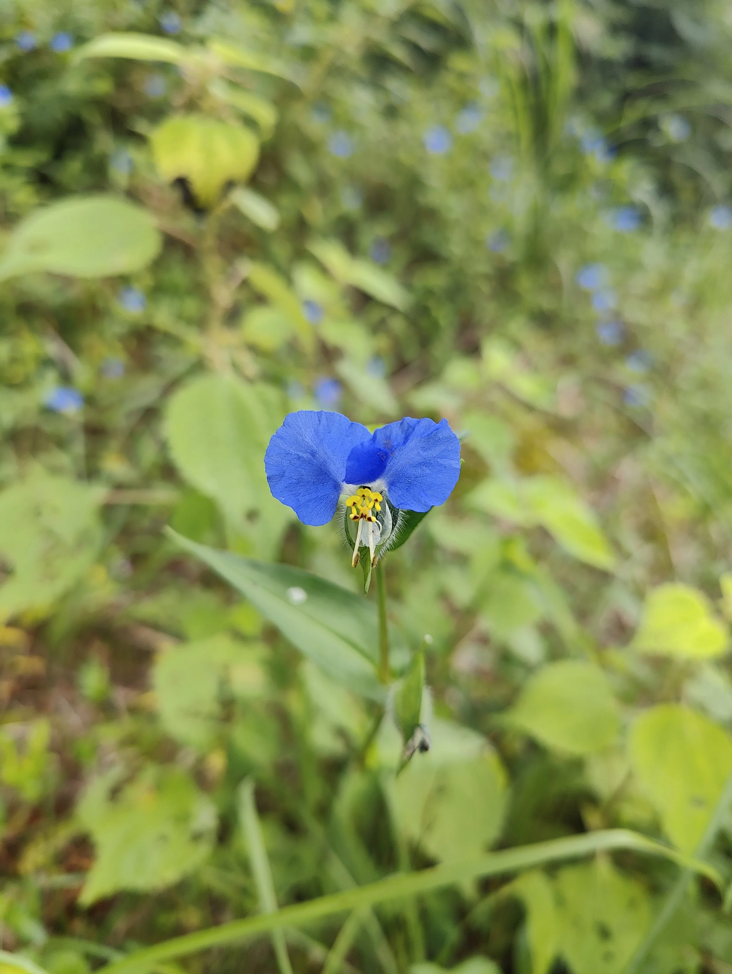 Parforhold del 2: dybere forbundethed