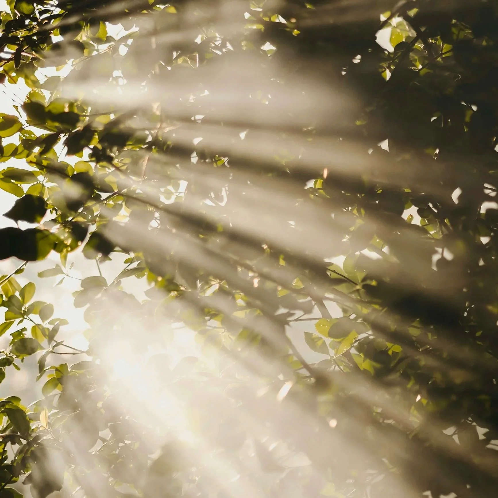 Close-up of tree leaves with sunlight filtering through, creating a soft, glowing effect.