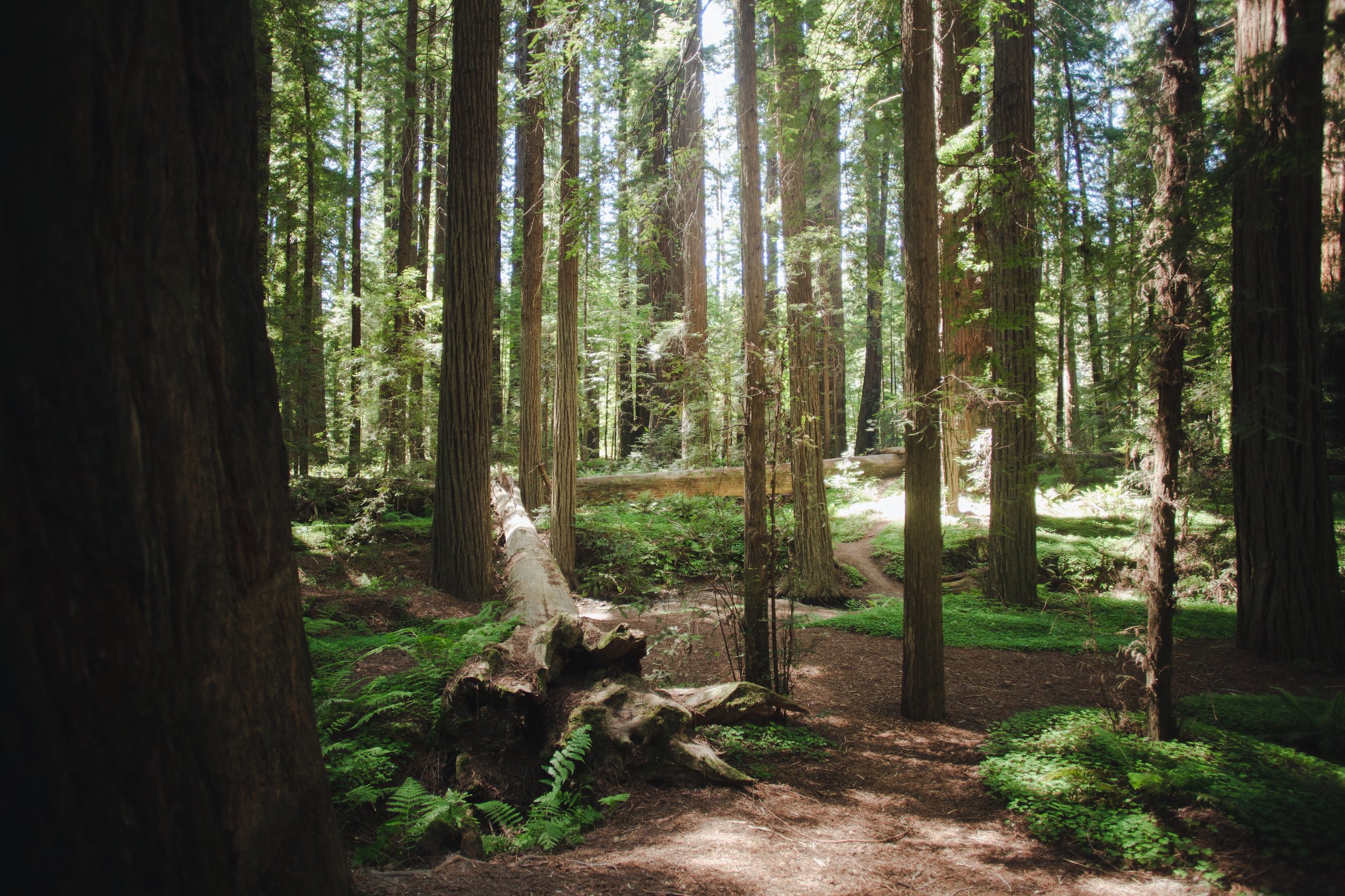 A dense forest filled with tall trees, with a dirt path winding through the undergrowth, and sunlight filtering through the leaves.