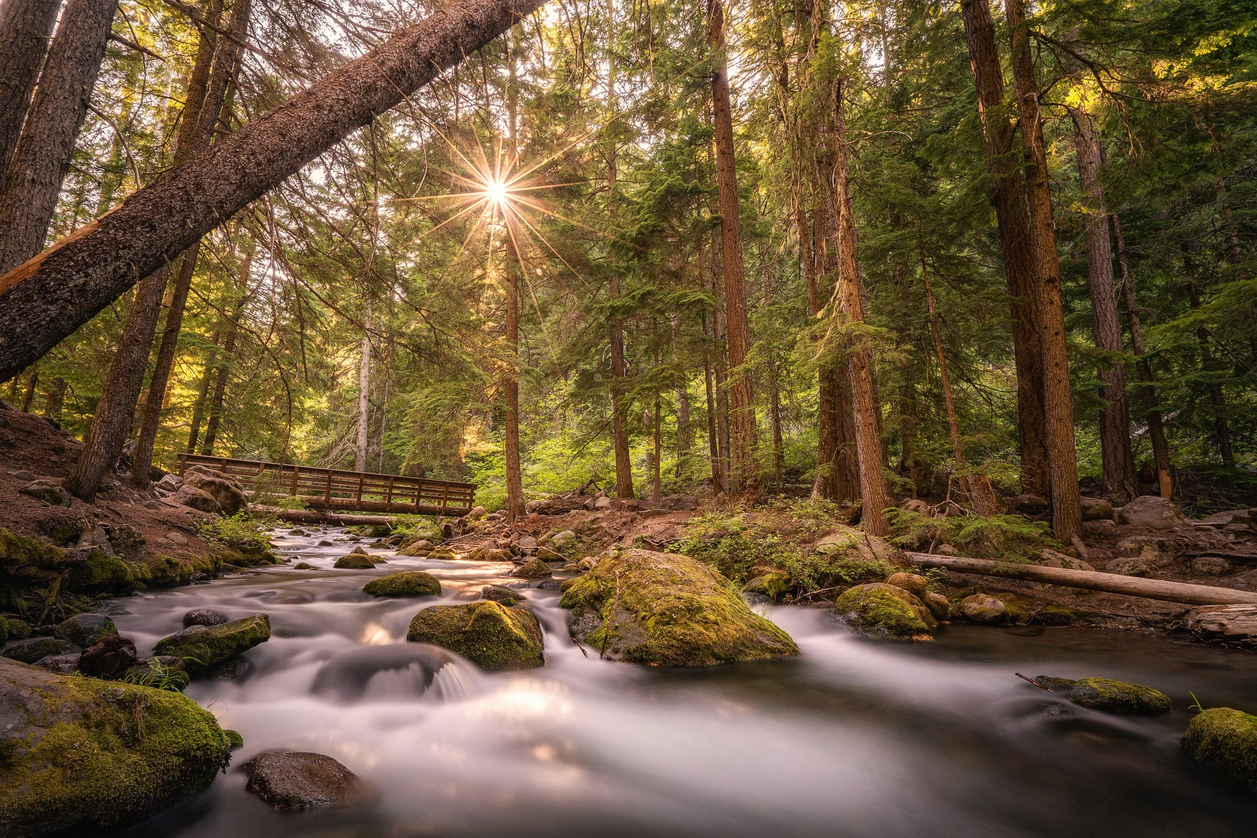 Sun shining through a dense forest of tall green trees over a flowing creek with moss-covered rocks.