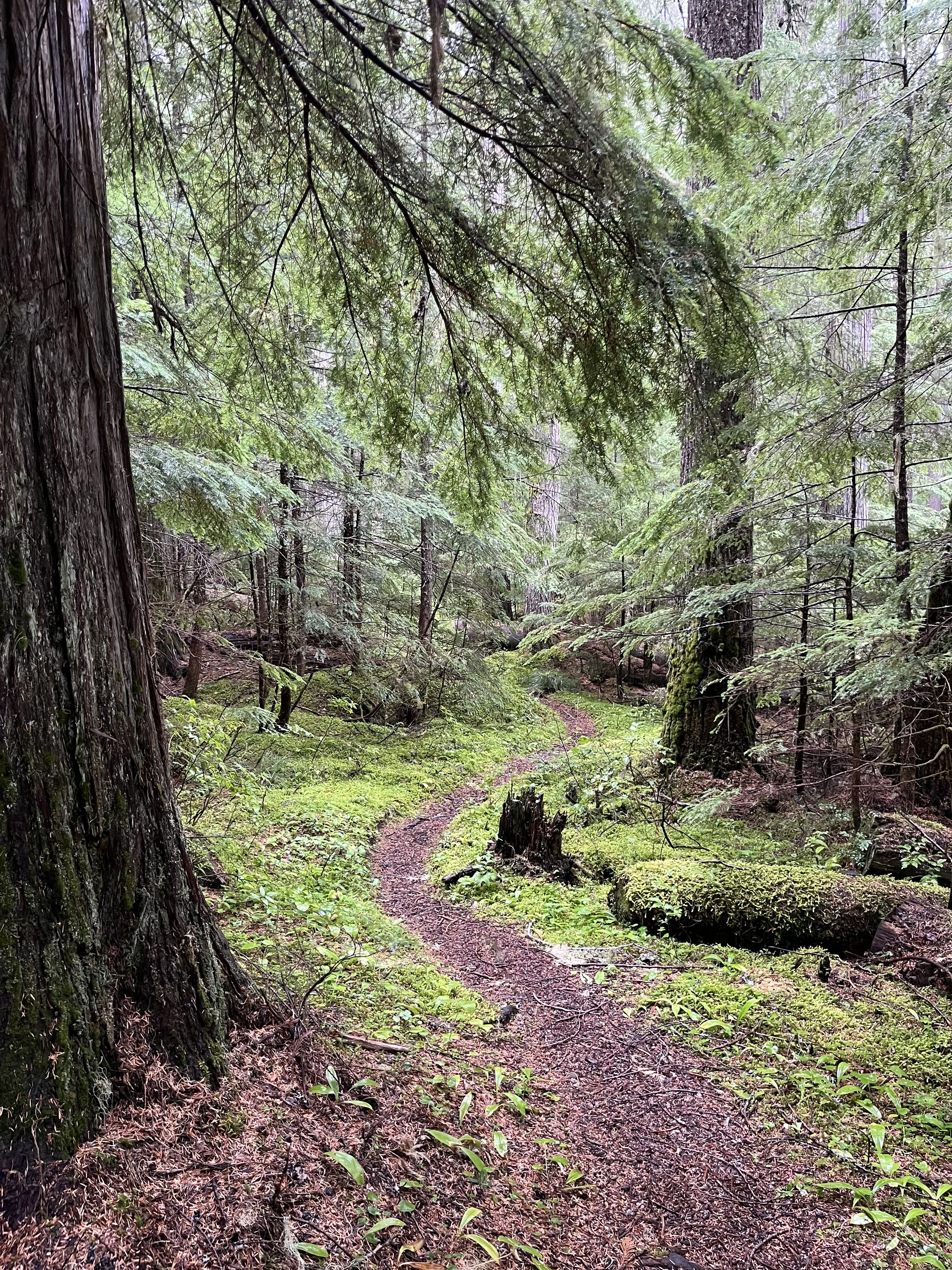 A trail winds through moss and hemlock trees