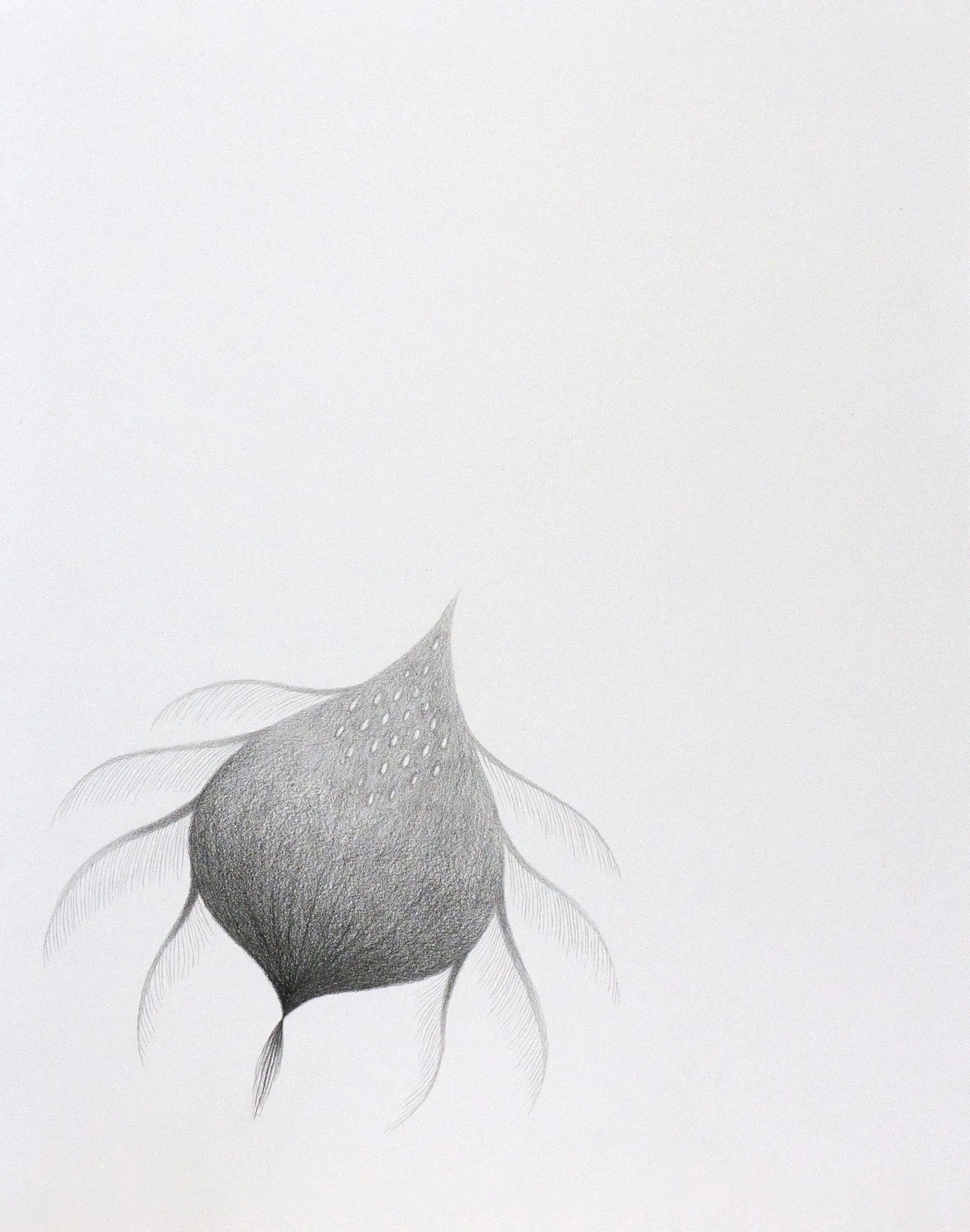 Smooth Escape, 2018
Graphite on paper, 14 x 11 inches