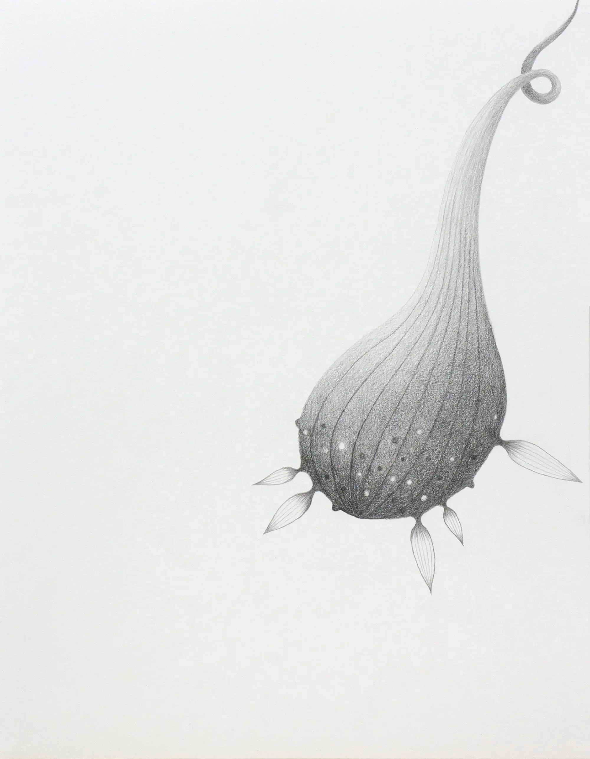 Warts and All, , 2018
Graphite on paper, 14 x 11 inches