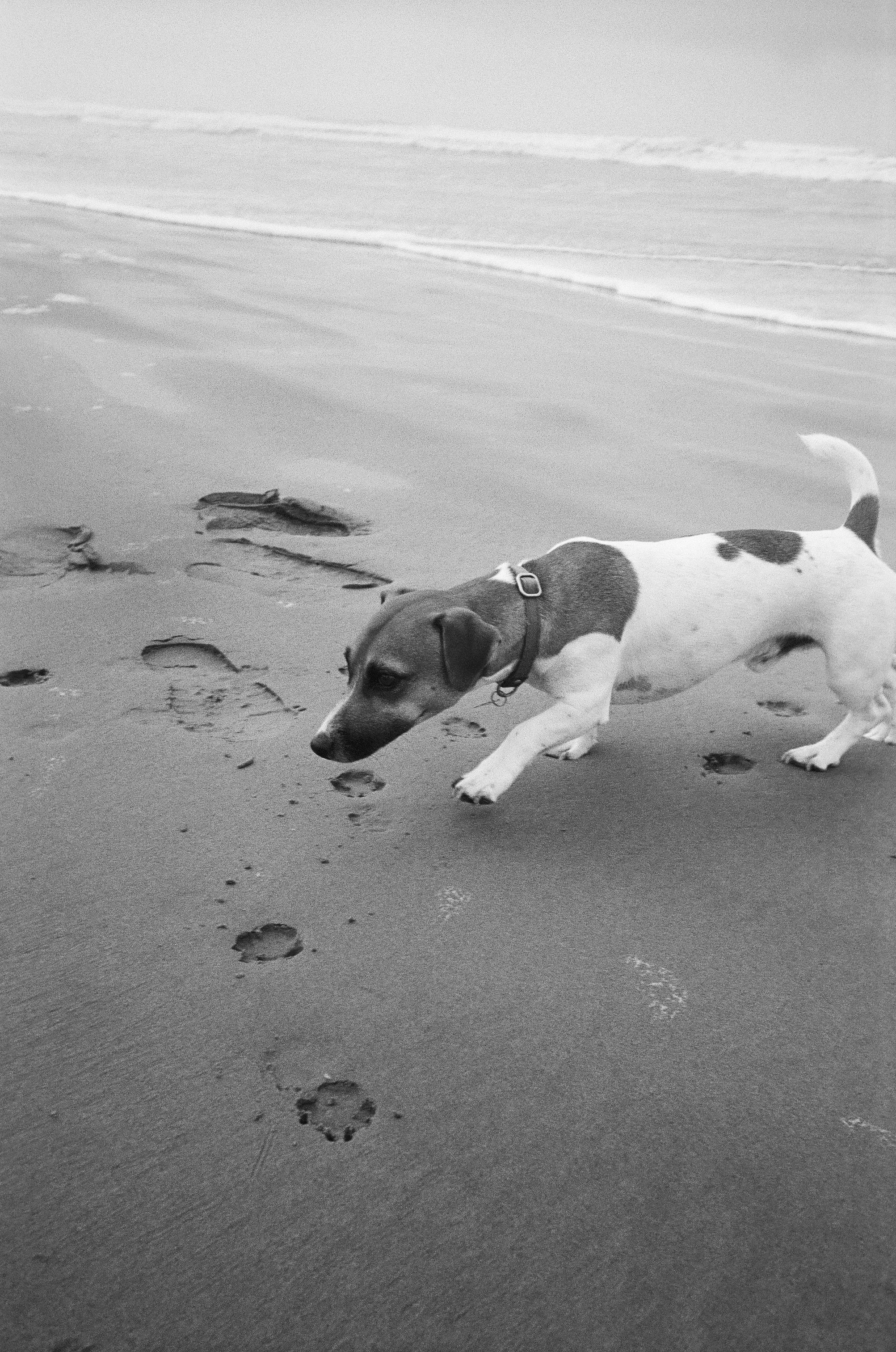 A dog with a collar walking on the beach, leaving paw prints in the sand, with the ocean waves in the background.