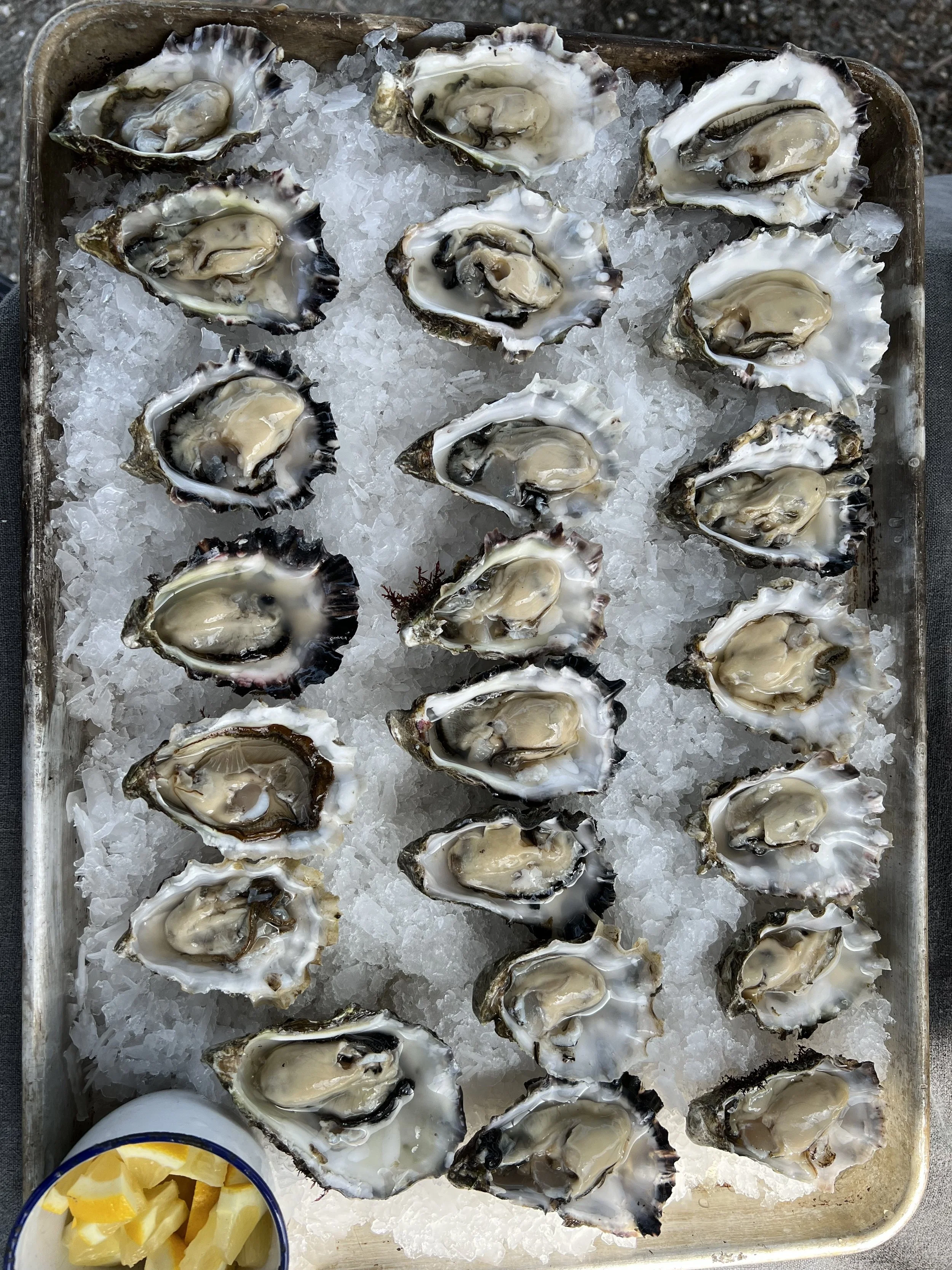 A tray of fresh oysters on ice, arranged in rows. The oysters are open, showing the meat inside. There is a small bowl of lemon wedges in the bottom left corner.