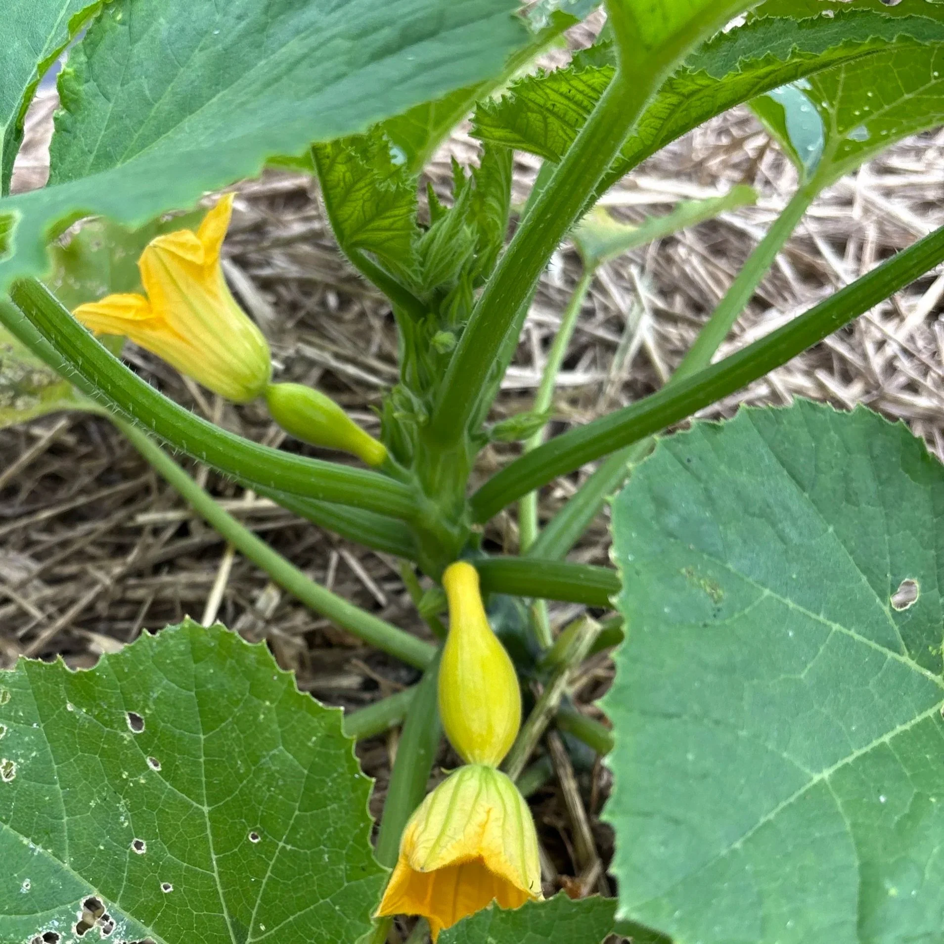 Close-up of a growing yellow zucchini flower on a green vine with large green leaves and a soil background.