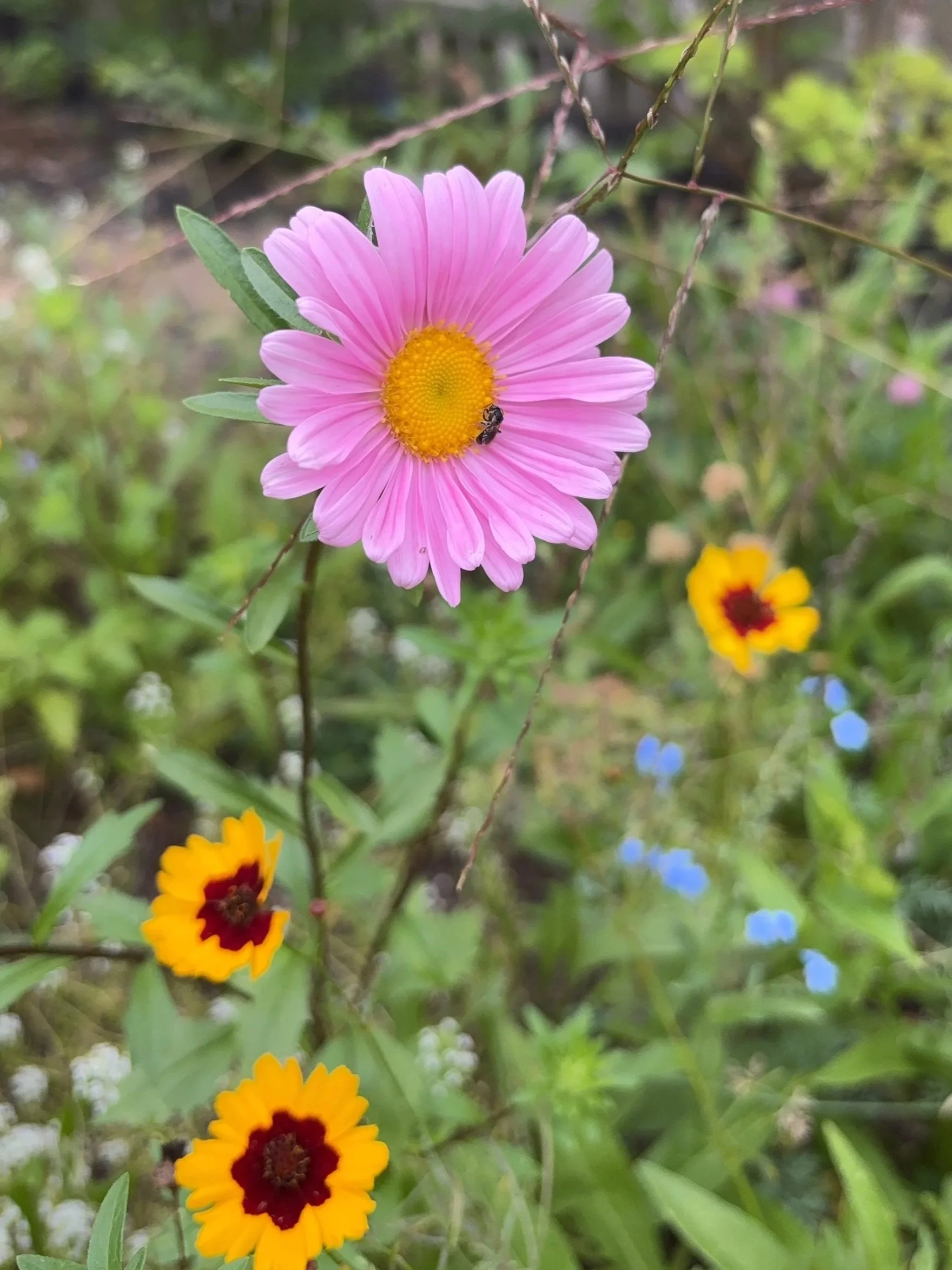 A pink daisy-like flower with a yellow center and a small insect on it, surrounded by green foliage and smaller yellow flowers with red centers.