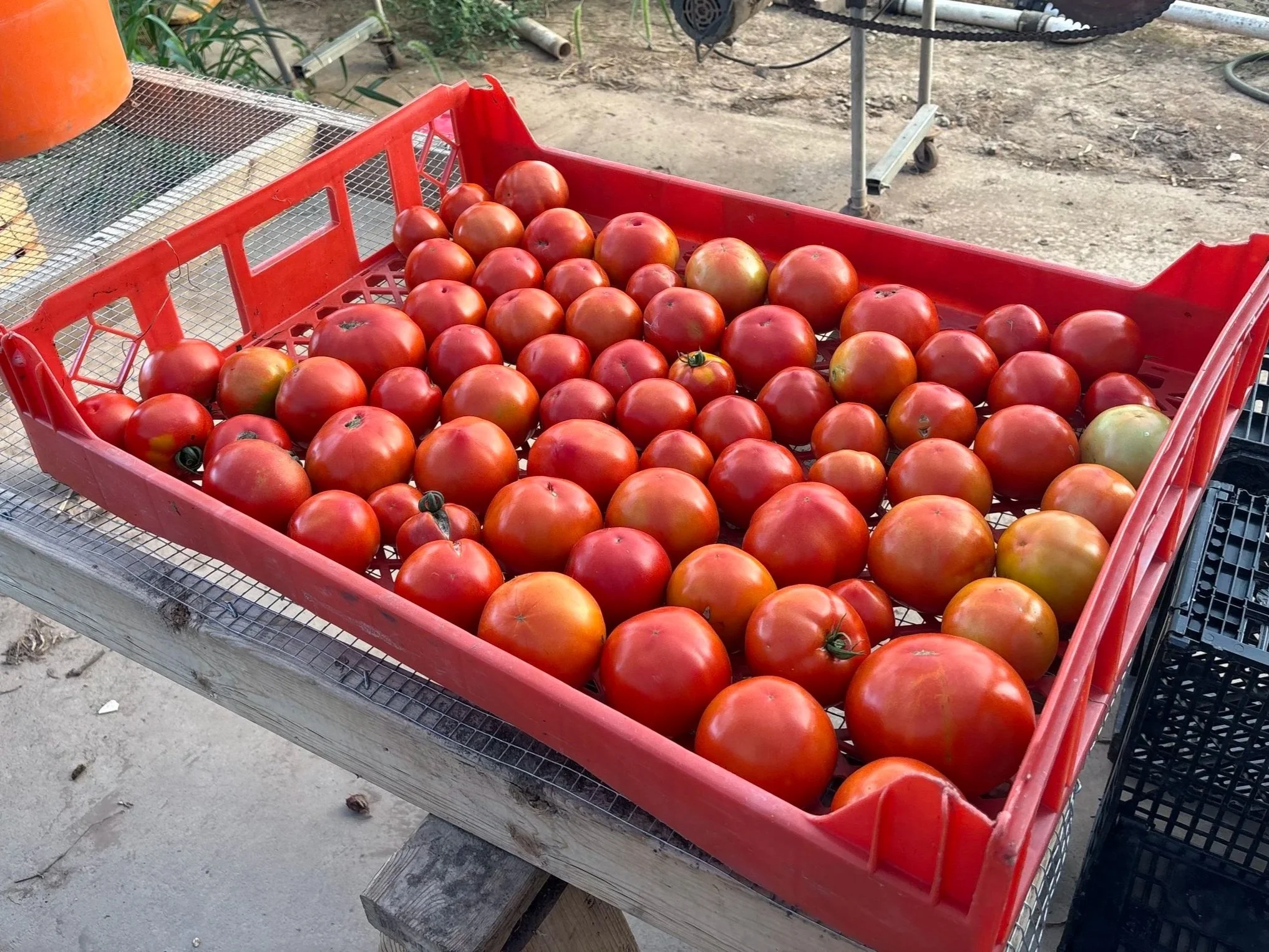 Red plastic crate filled with ripe tomatoes on a wooden table outdoors.