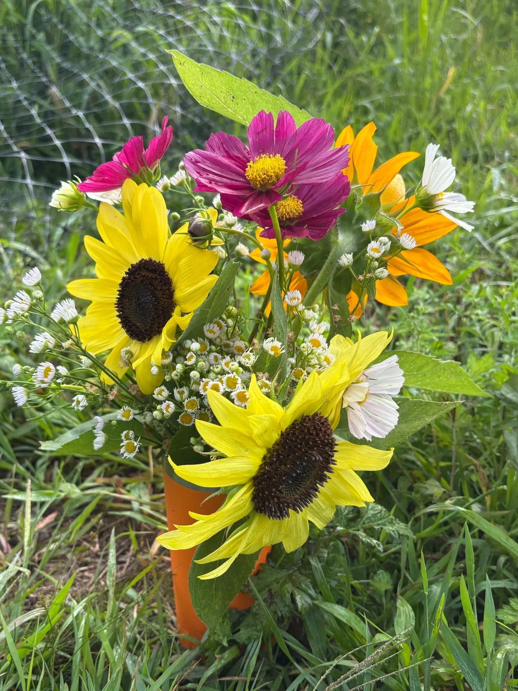 A bouquet of mixed colorful flowers including sunflowers, daisies, and other wildflowers in a small orange container outdoors with green grass and a wire fence in the background.