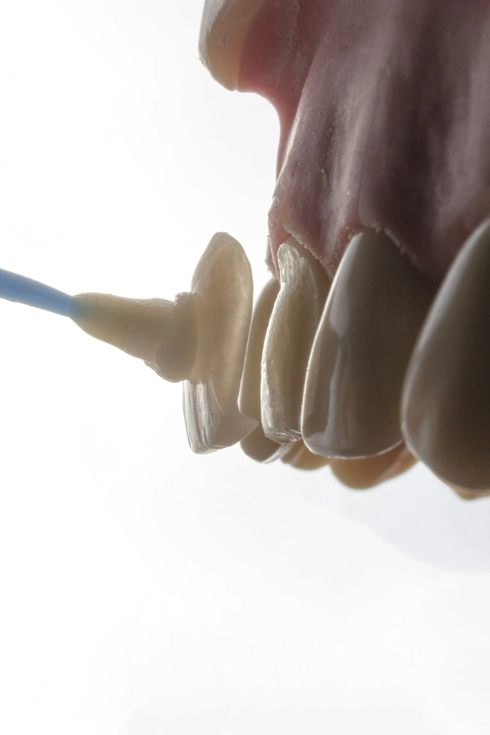 Close-up of a dental model with a tooth being cleaned with a dental brush or tool.